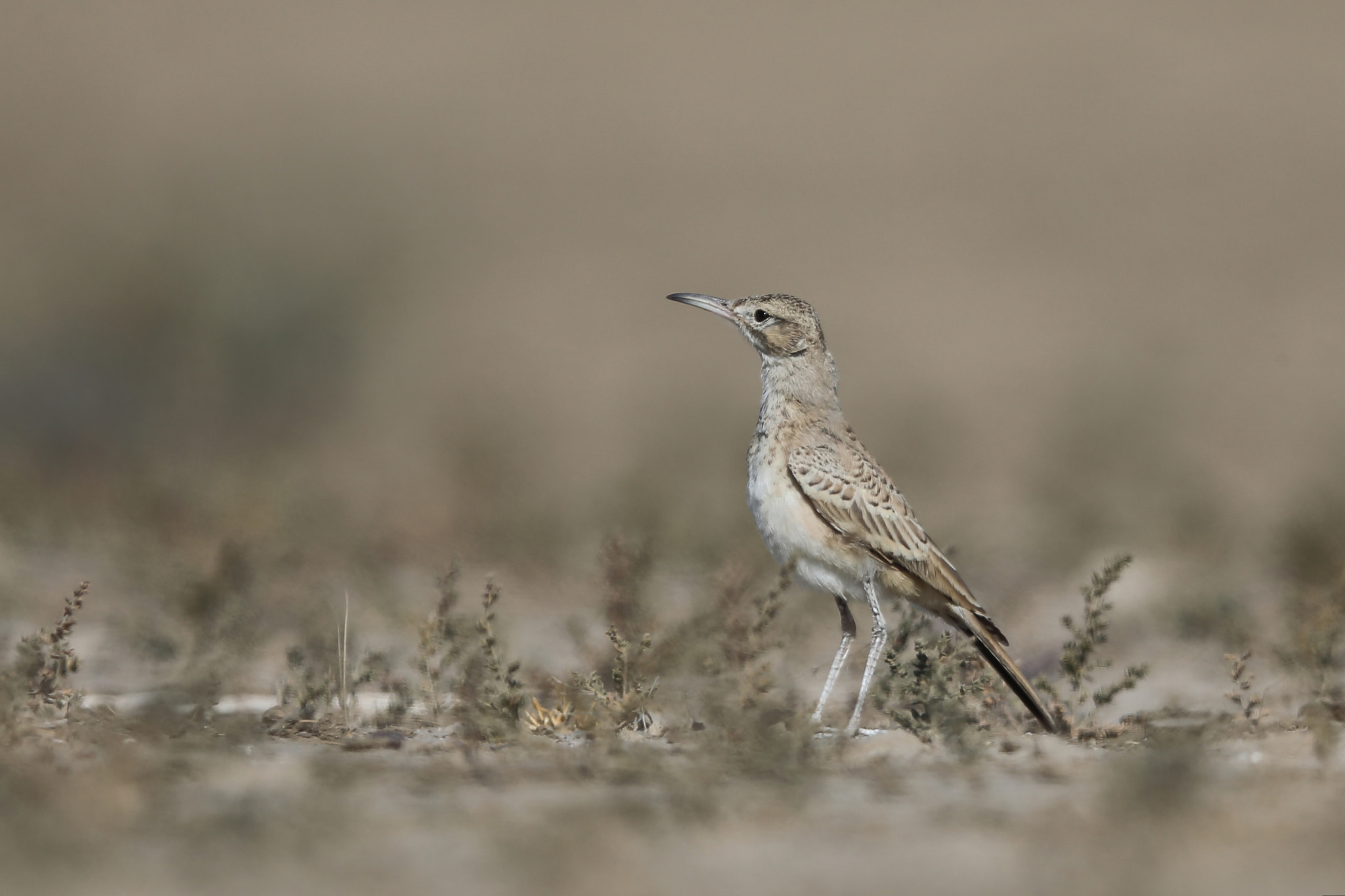 Canon EF 400mm F2.8L IS II USM sample photo. Greater hoopoe lark photography