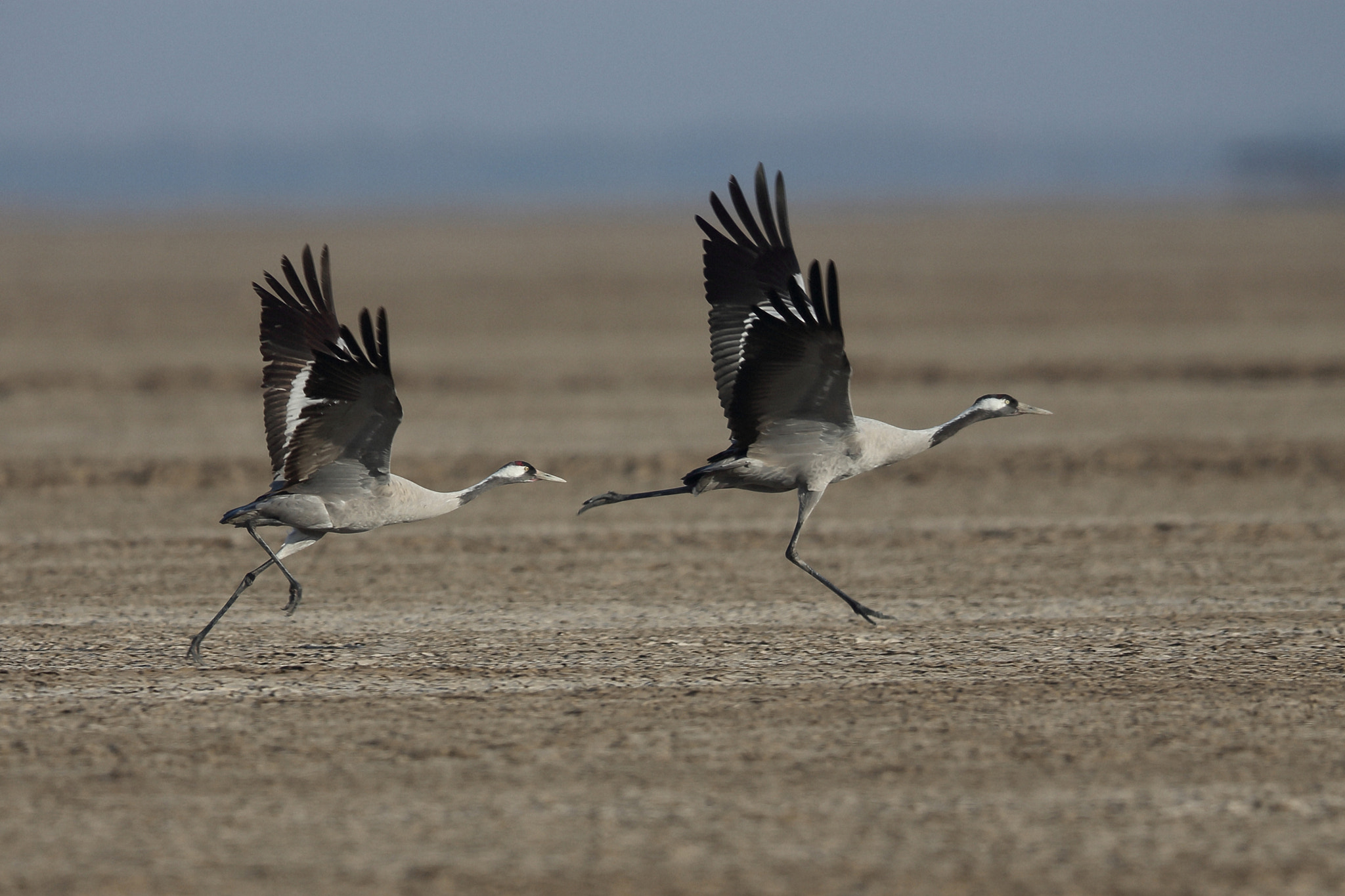 Canon EF 400mm F2.8L IS II USM sample photo. Common crane photography