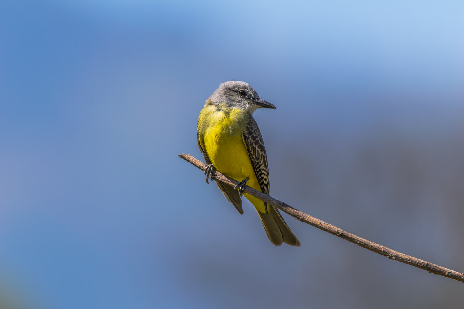 Sigma 150-600mm F5-6.3 DG OS HSM | C sample photo. Kingbird photography