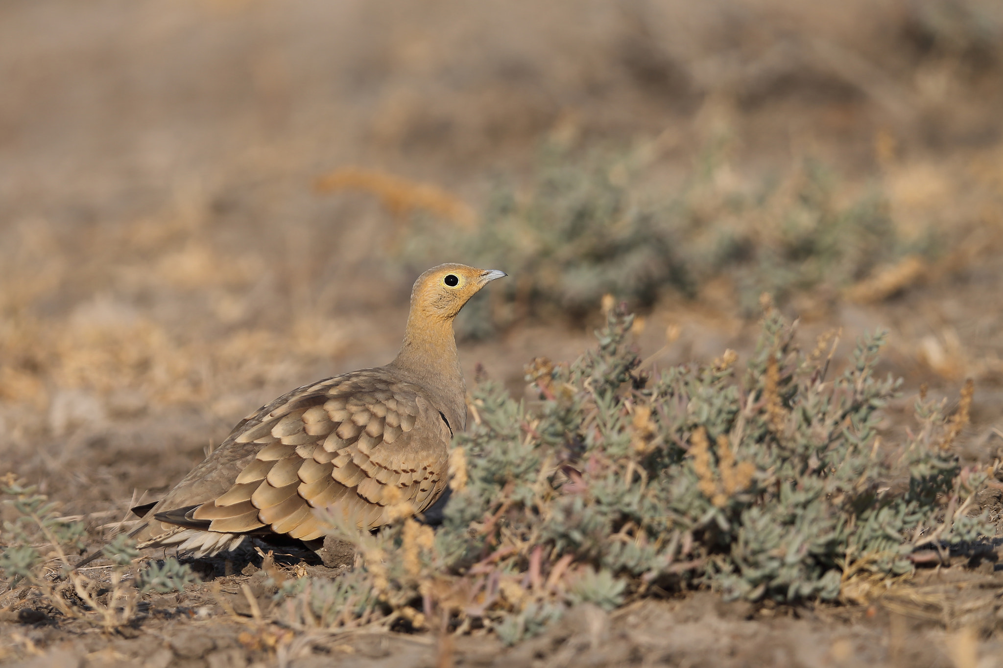 Canon EOS-1D X + Canon EF 400mm F2.8L IS II USM sample photo. Chestnut-bellied sandgrouse photography