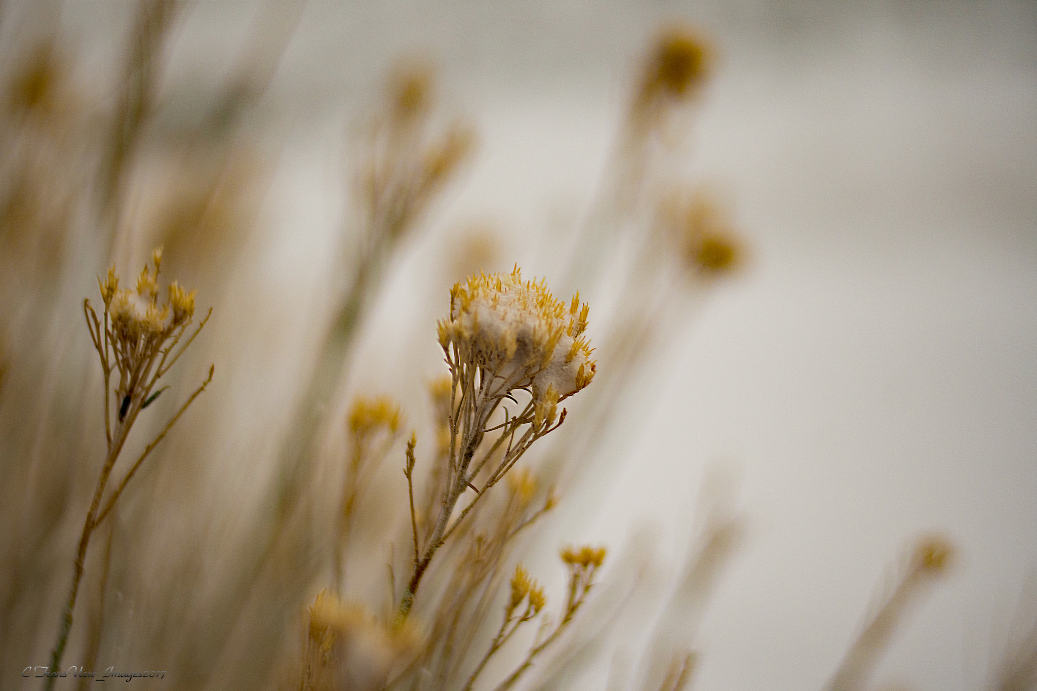 Nikon D500 + Nikon AF-S Nikkor 50mm F1.8G sample photo. Beauty in snowing days photography