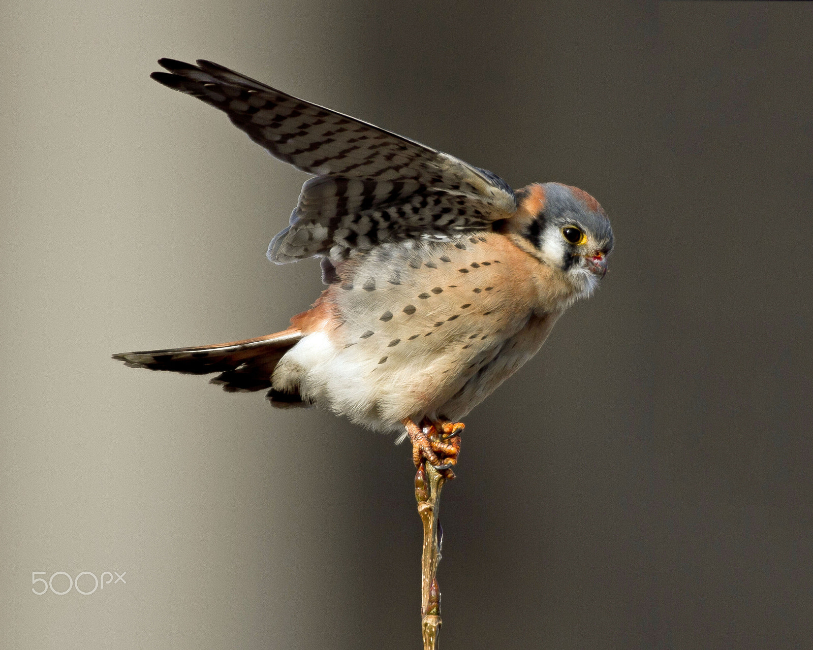 Canon EOS 7D + Canon EF 300mm F4L IS USM sample photo. American kestrel photography