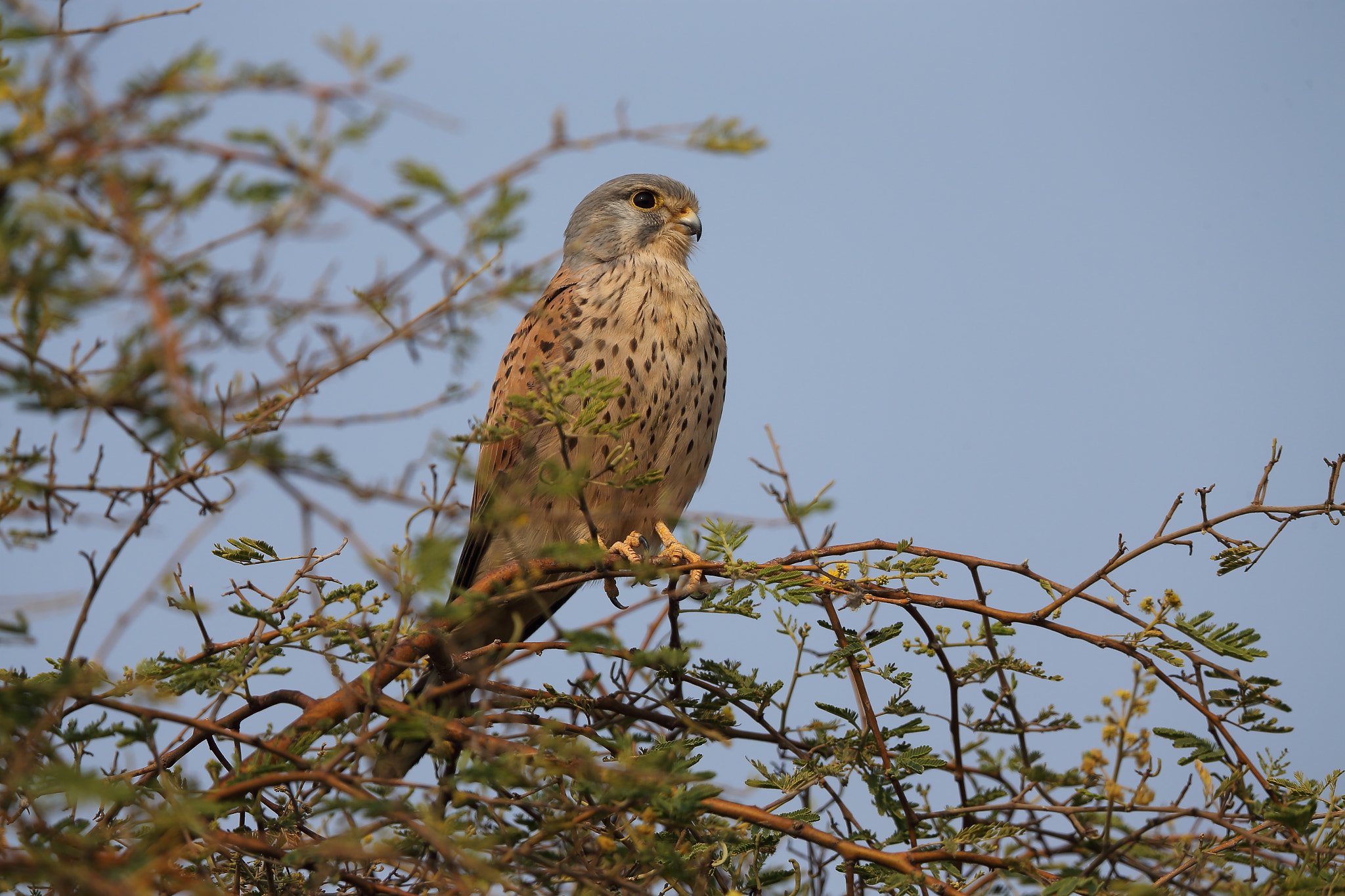 Canon EF 400mm F2.8L IS II USM sample photo. Common kestrel photography