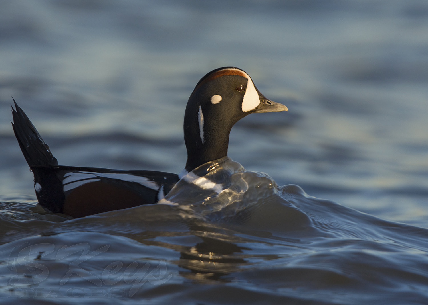 Sigma 500mm F4.5 EX DG HSM sample photo. Swell (harlequin duck) photography