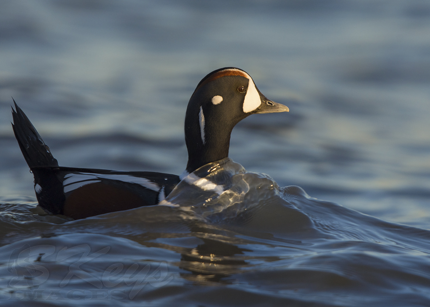 Nikon D7200 + Sigma 500mm F4.5 EX DG HSM sample photo. Swell (harlequin duck) photography