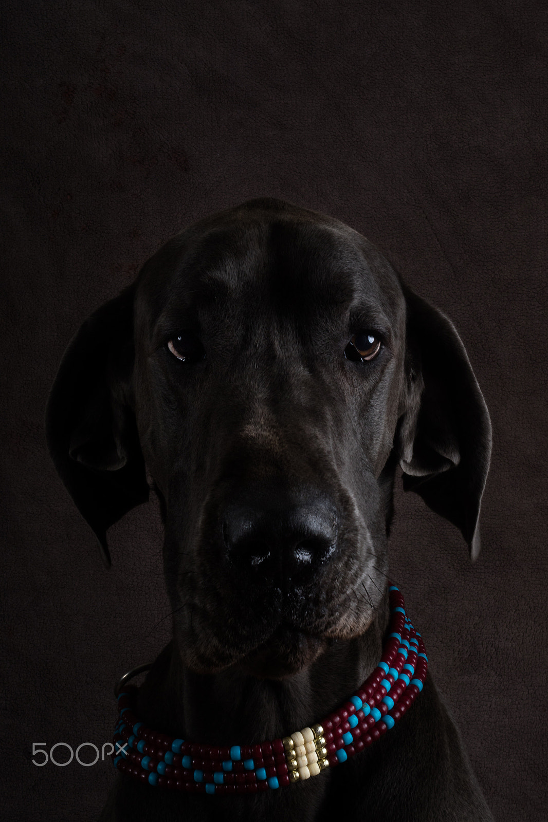 Canon EF 50mm F1.8 II sample photo. Sharman (great dane) photography