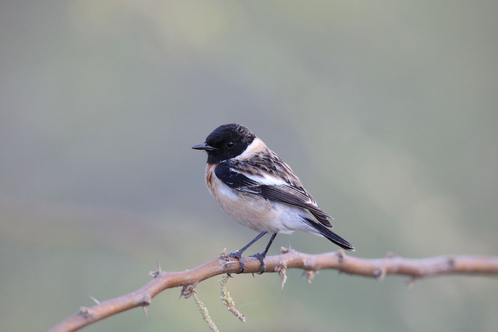 Canon EOS 5DS R + Canon EF 400mm F2.8L IS II USM sample photo. Common stonechat photography
