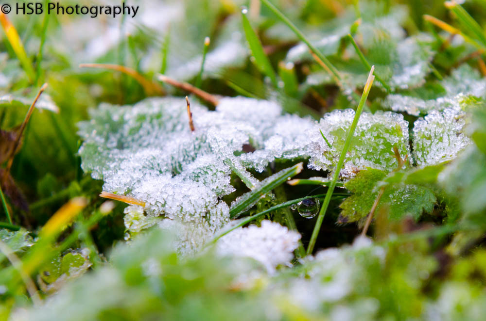 Nikon AF-S Nikkor 24-70mm F2.8G ED sample photo. Dew drops photography