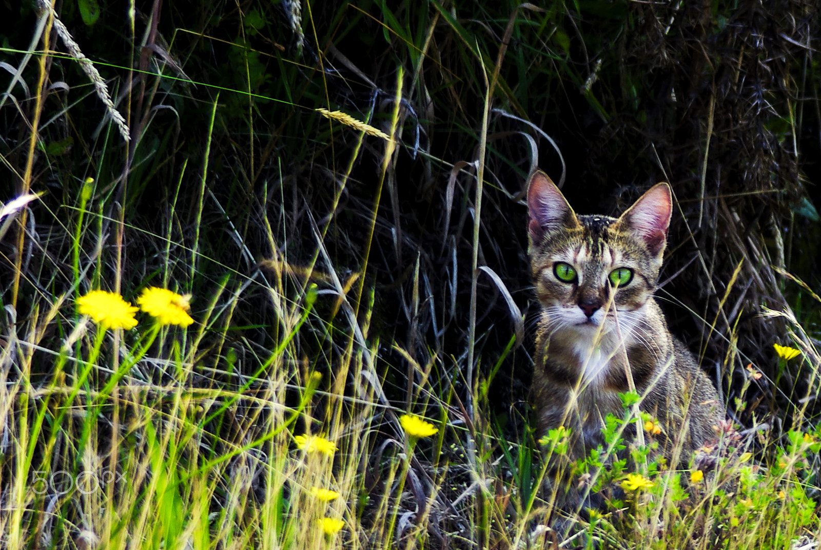 Pentax K10D + Cosina AF 100-300mm F5.6-6.7 sample photo. Feral in the flowers photography