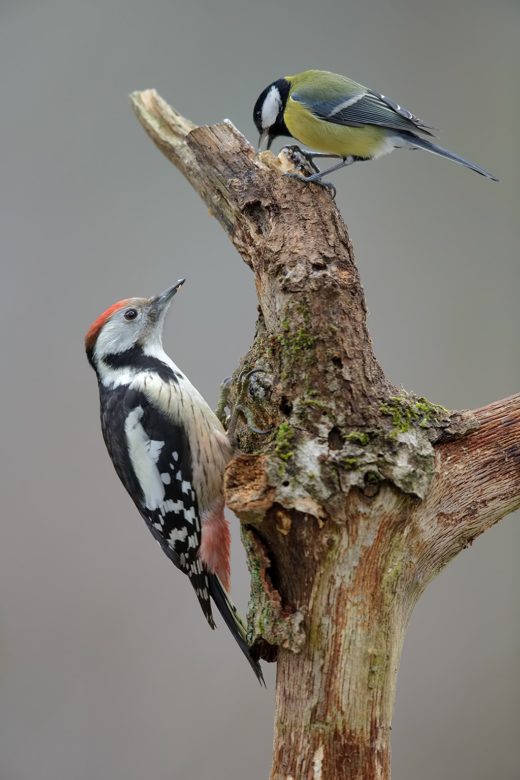 Canon EOS-1D X + Canon EF 600mm F4L IS II USM sample photo. Middle spotted woodpecker and great tit photography