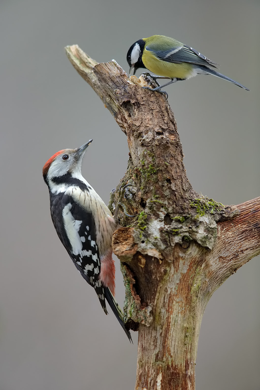 Canon EF 600mm F4L IS II USM sample photo. Middle spotted woodpecker and great tit photography