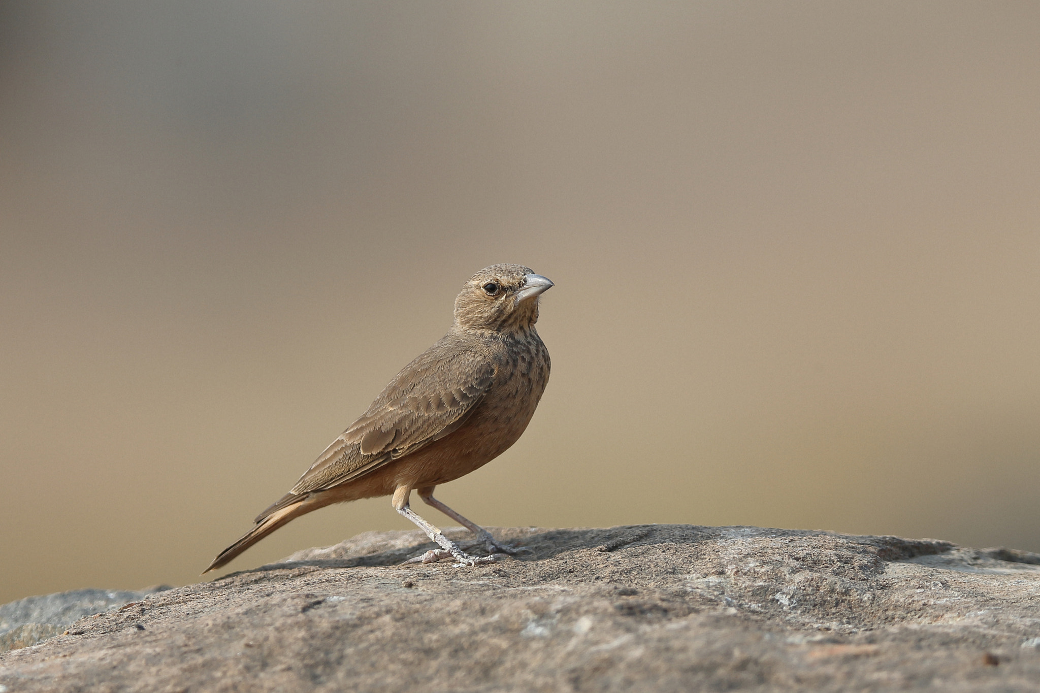 Canon EOS-1D X sample photo. Rufous-tailed lark photography