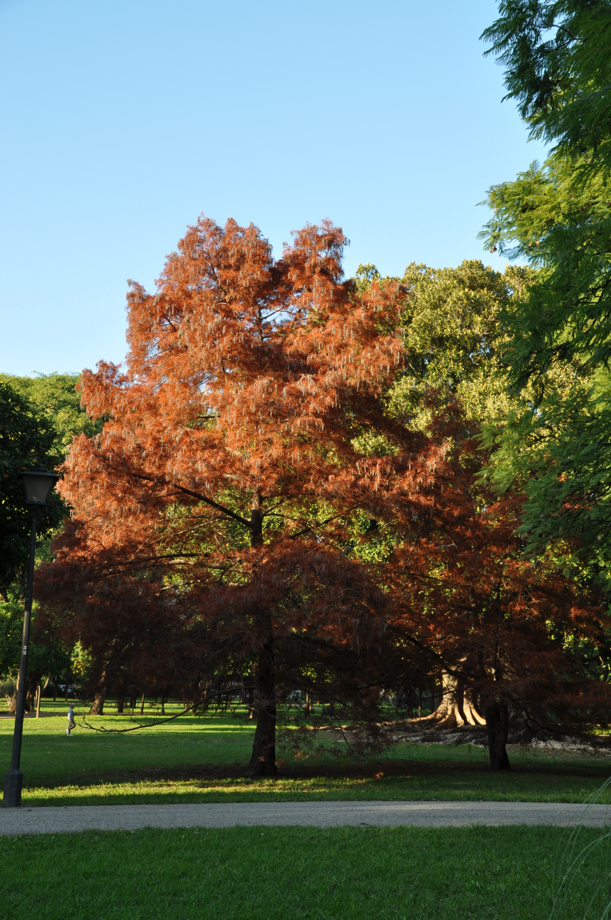 Nikon D90 sample photo. Non abbiate paura dell'albero rosso photography