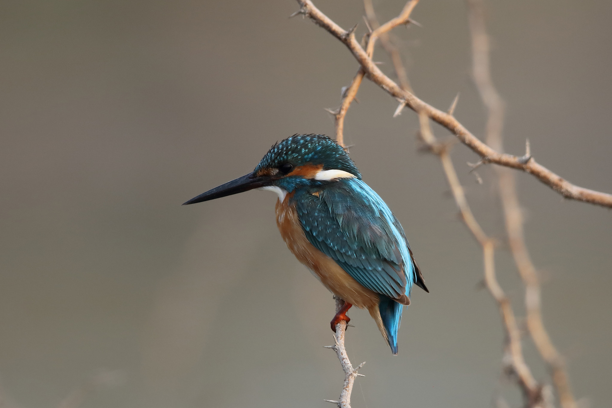 Canon EOS 5DS R + Canon EF 400mm F2.8L IS II USM sample photo. Common kingfisher photography