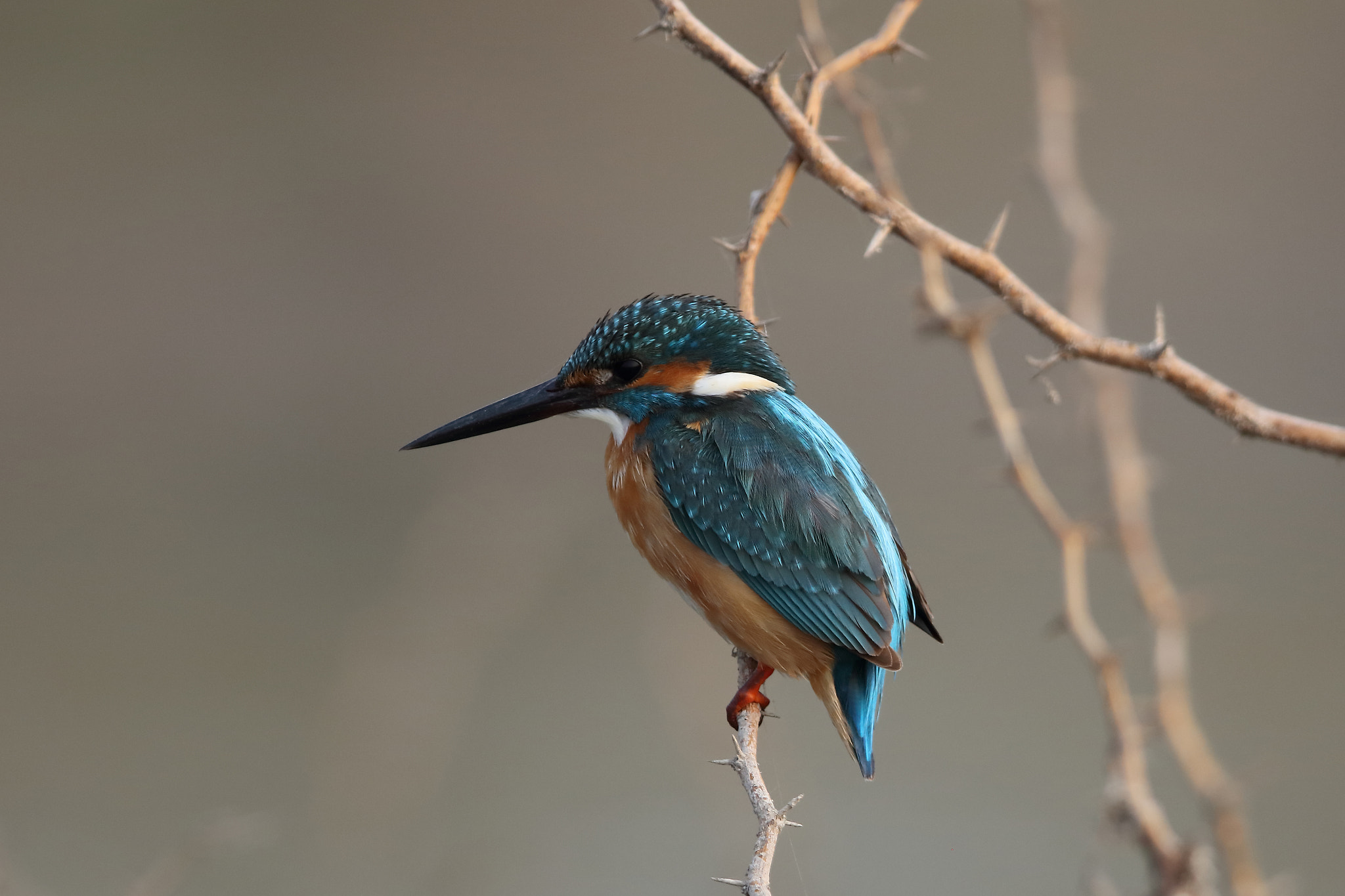 Canon EF 400mm F2.8L IS II USM sample photo. Common kingfisher photography