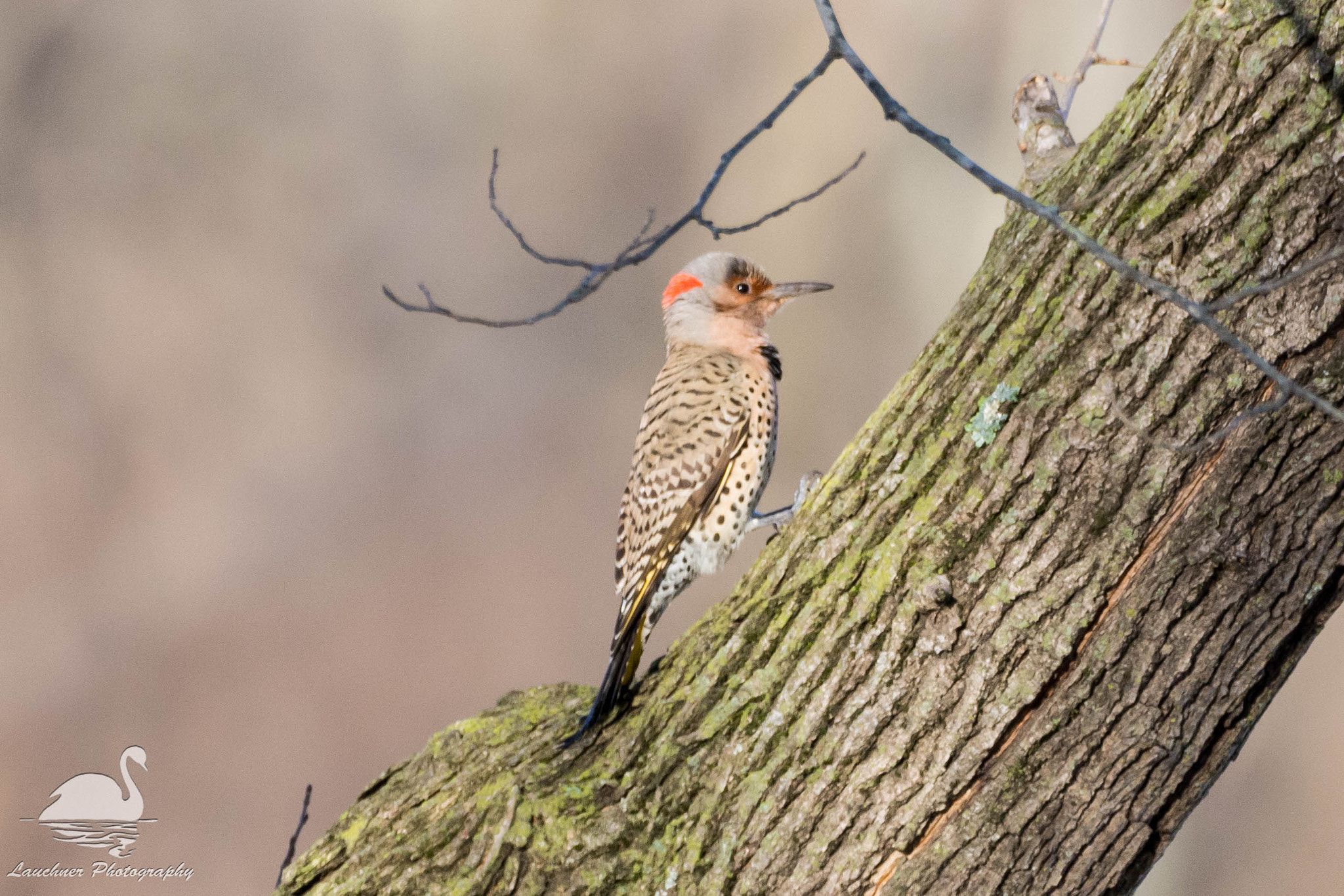 Sigma 150-600mm F5-6.3 DG OS HSM | C sample photo. Northern flicker photography