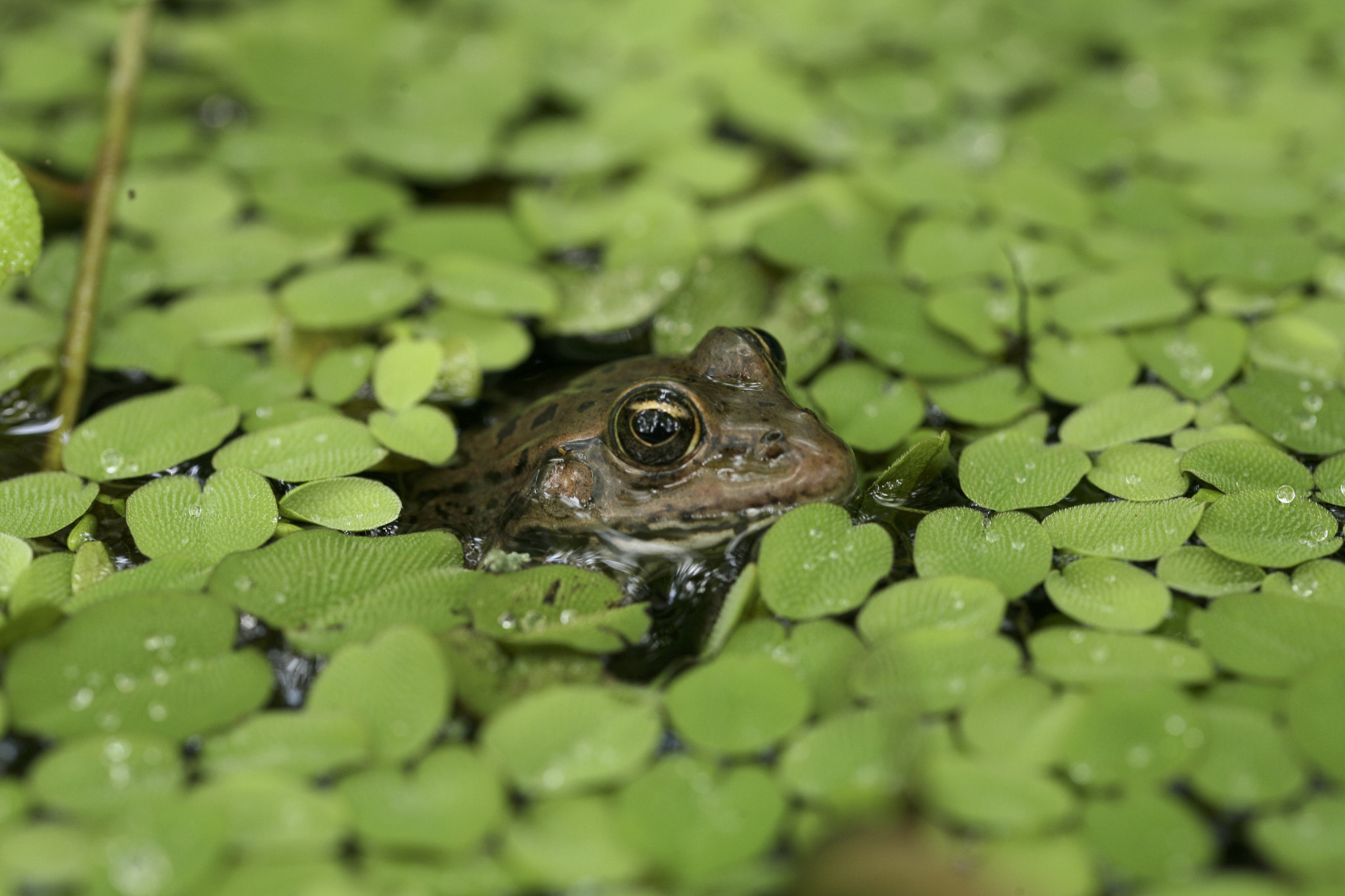 Canon EF 100mm F2.8L Macro IS USM sample photo. Frog3 photography