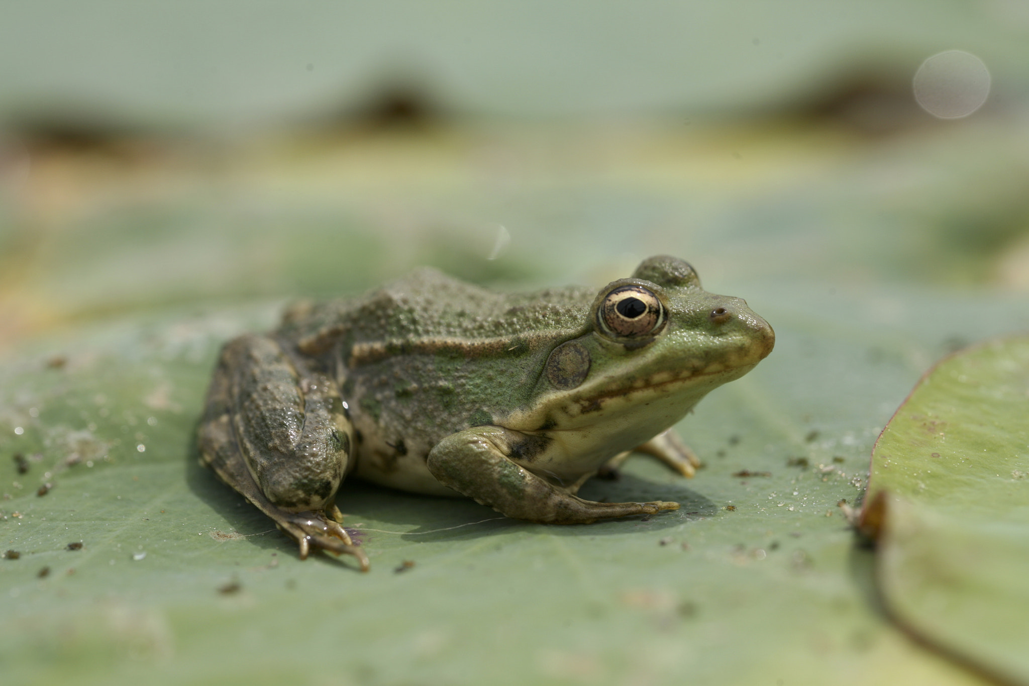 Canon EF 100mm F2.8L Macro IS USM sample photo. Frog3 photography