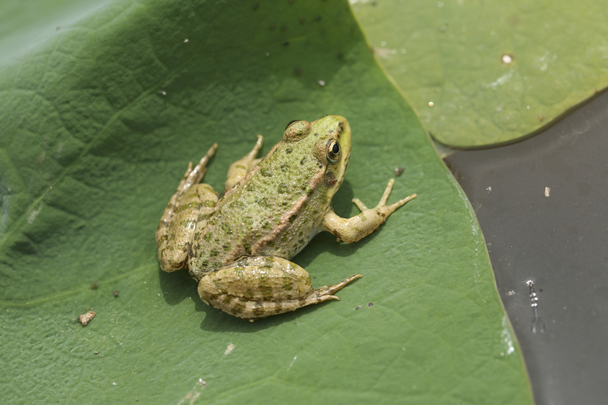 Canon EF 100mm F2.8L Macro IS USM sample photo. Frog3 photography