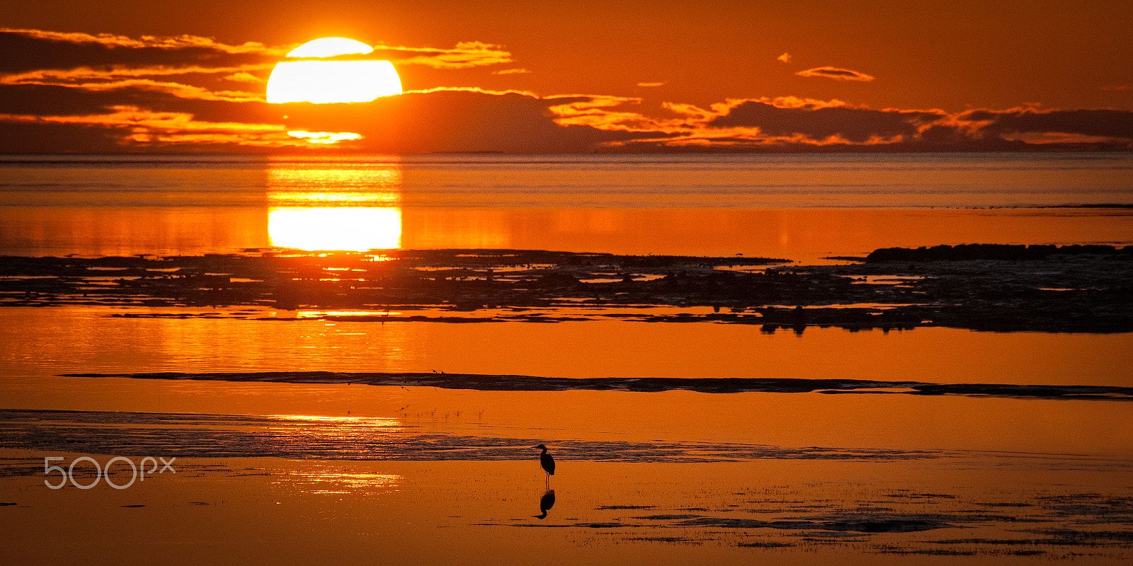 Nikon D300 sample photo. Sunset and the heron 2014 photography