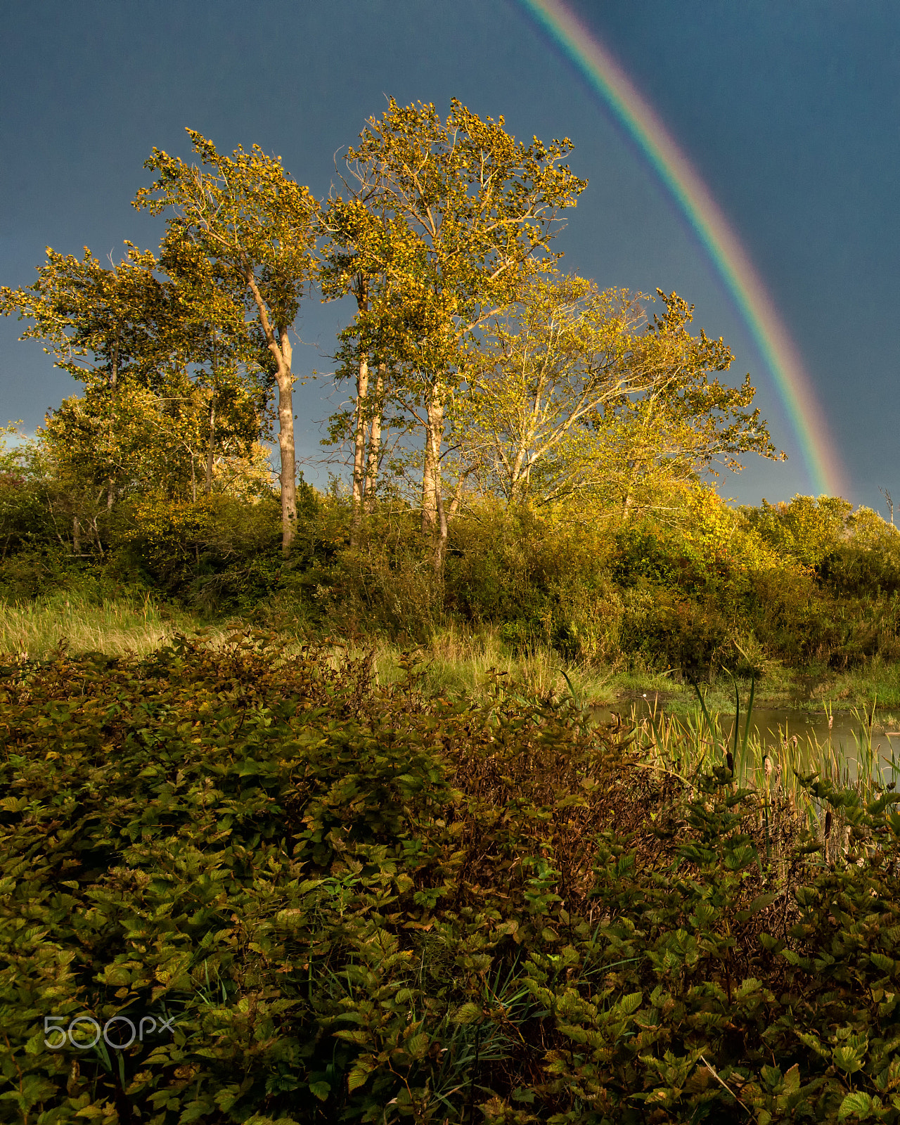 Nikon D800 sample photo. A rainbow so close photography