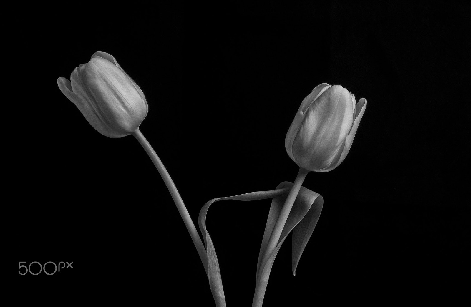 Nikon D7200 sample photo. Dancingtulips photography