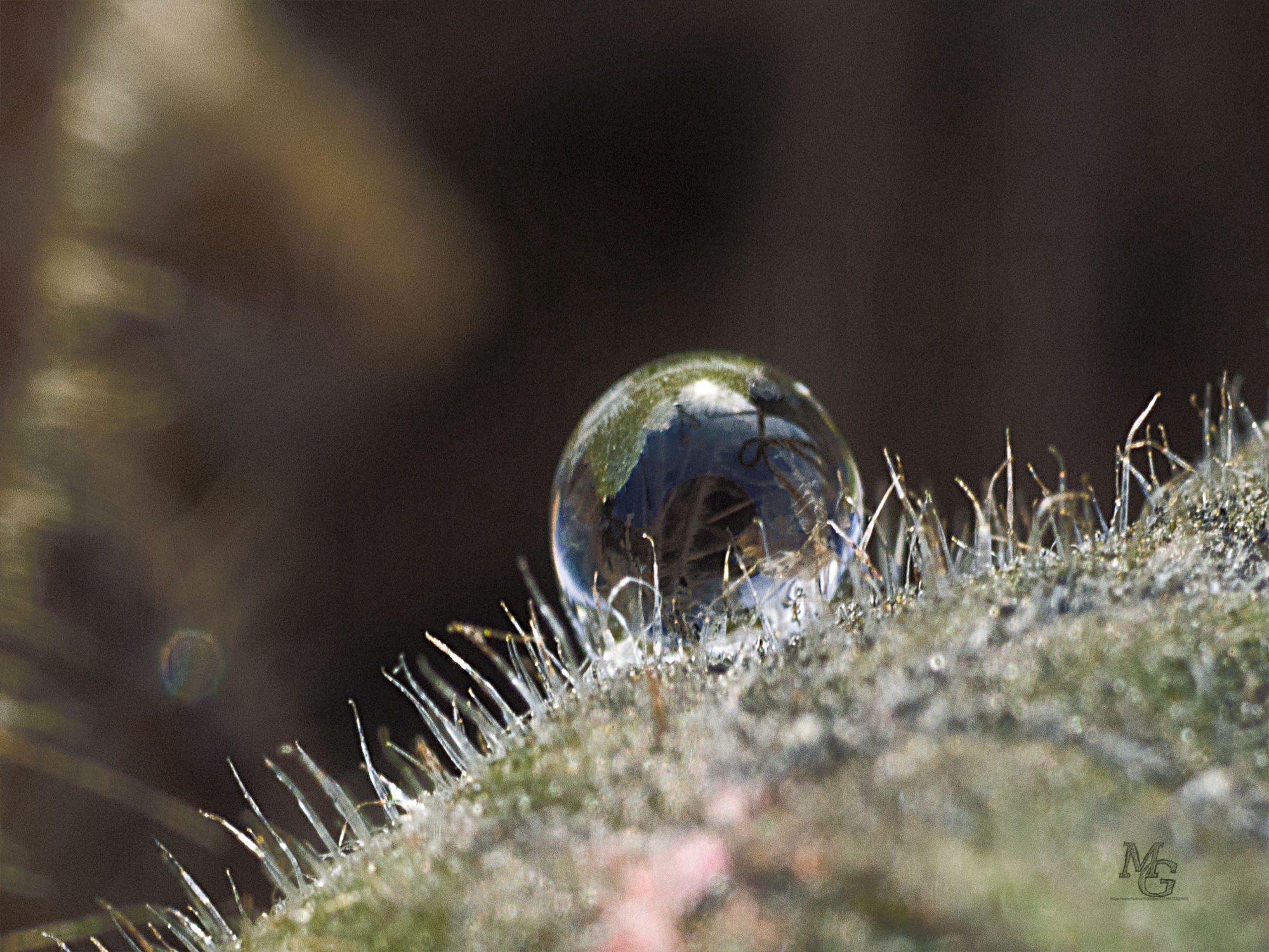 Olympus OM-D E-M10 II sample photo. Winzige wasserkugel photography
