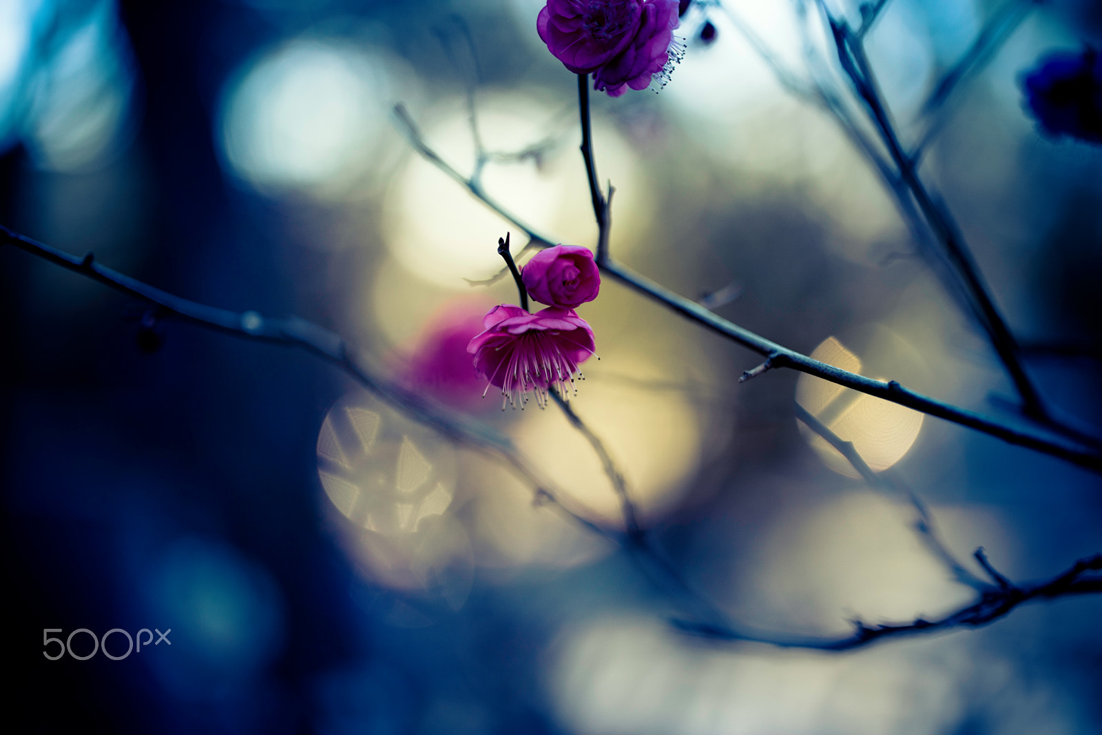 Canon EOS 5DS R + ZEISS Otus 55mm F1.4 sample photo. January photography