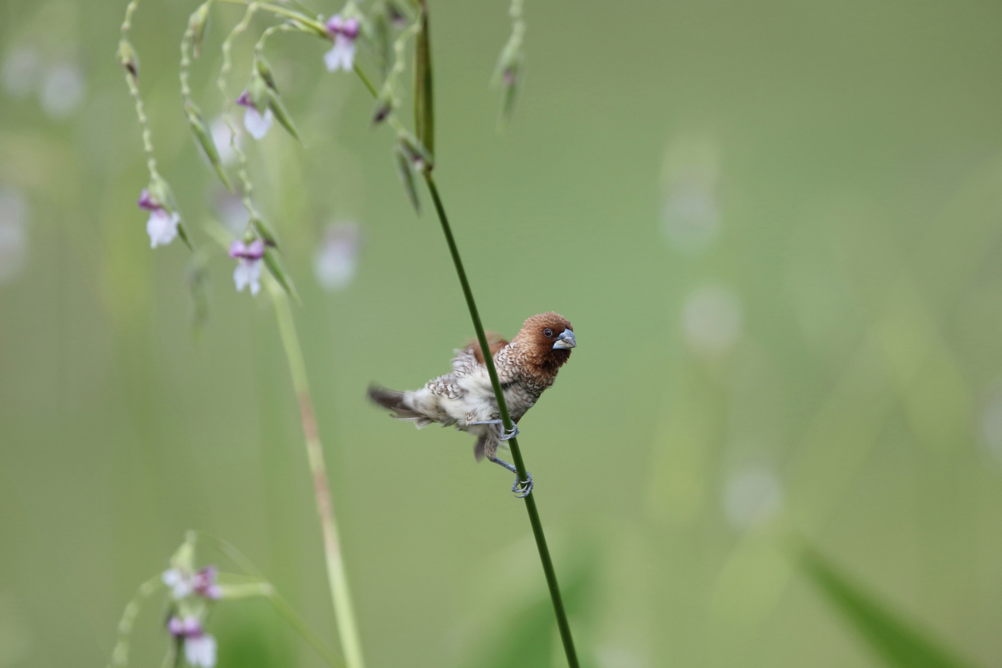 Canon EOS 5DS R + Canon EF 400mm F2.8L IS II USM sample photo. Scaly-breasted munia photography