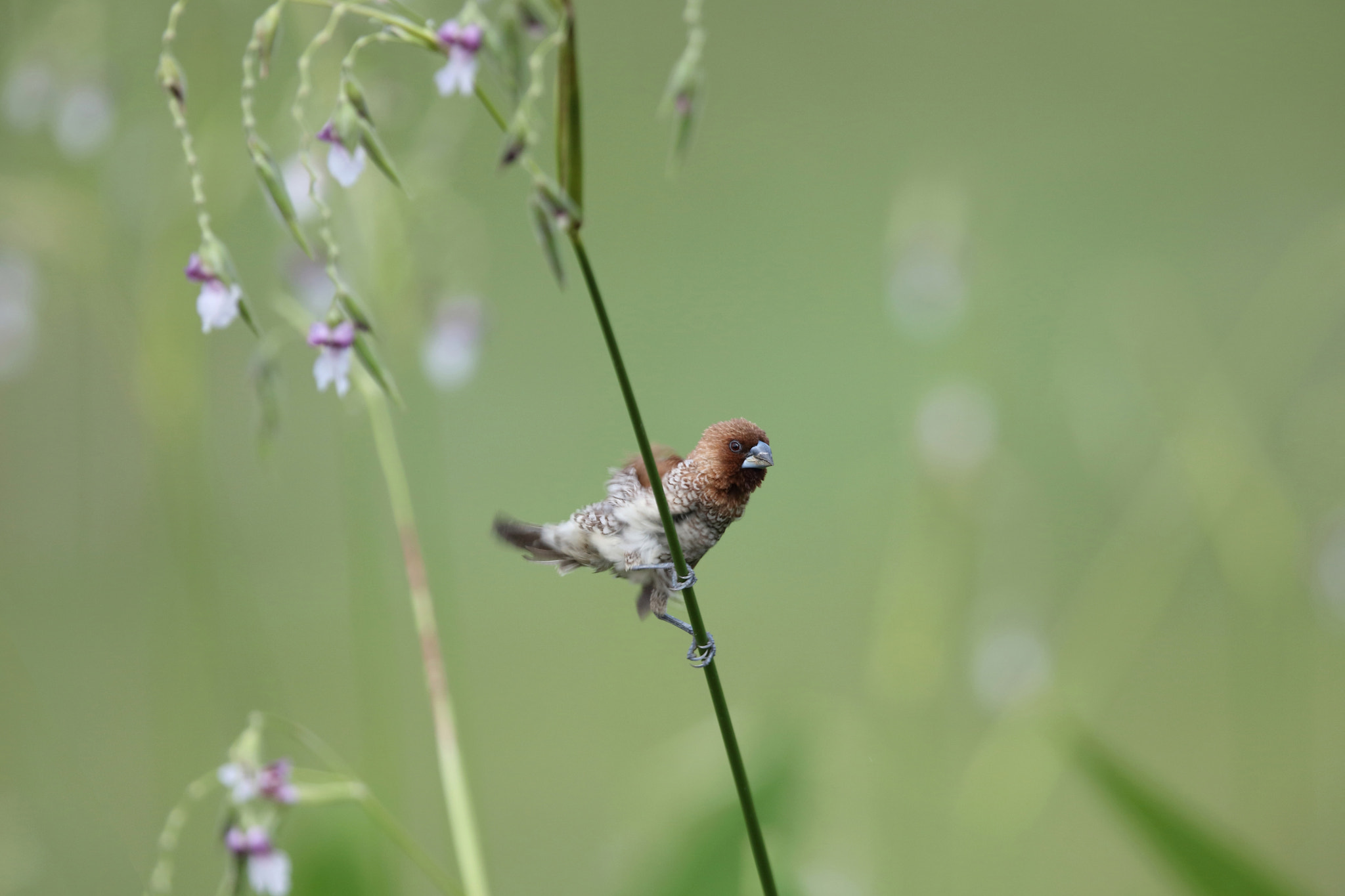 Canon EF 400mm F2.8L IS II USM sample photo. Scaly-breasted munia photography
