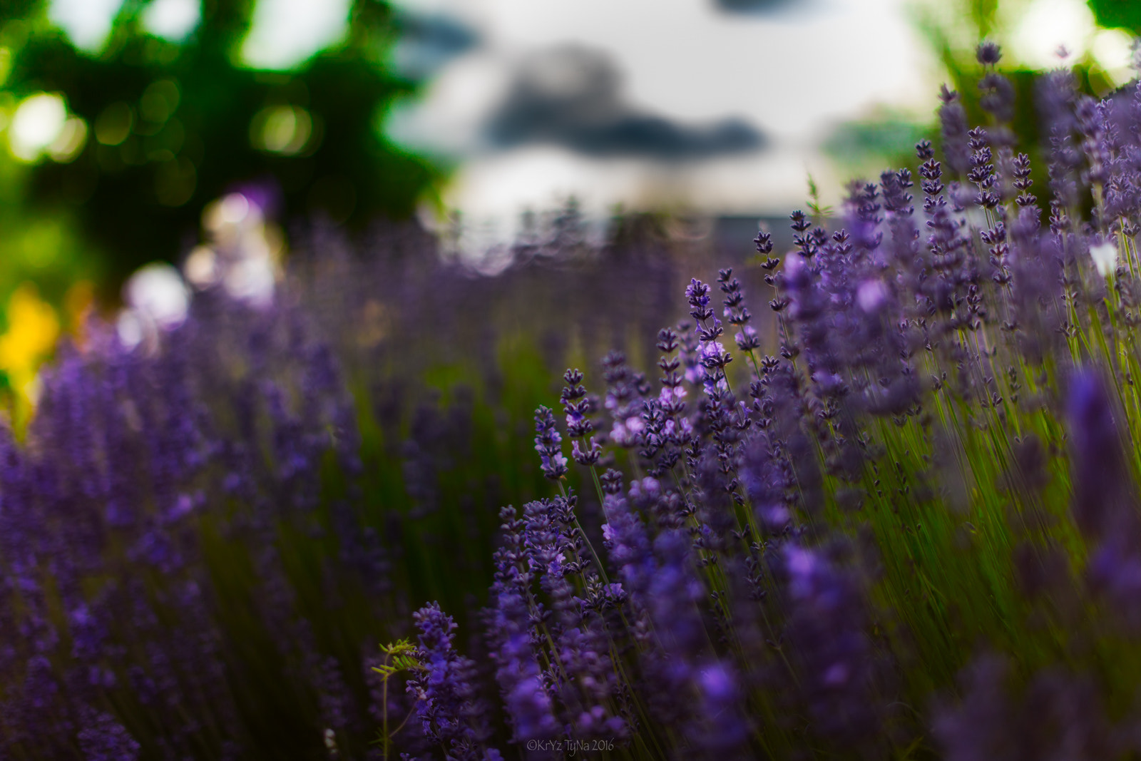 Canon EOS 5DS + Canon EF 50mm F1.2L USM sample photo. Lost in lavender photography