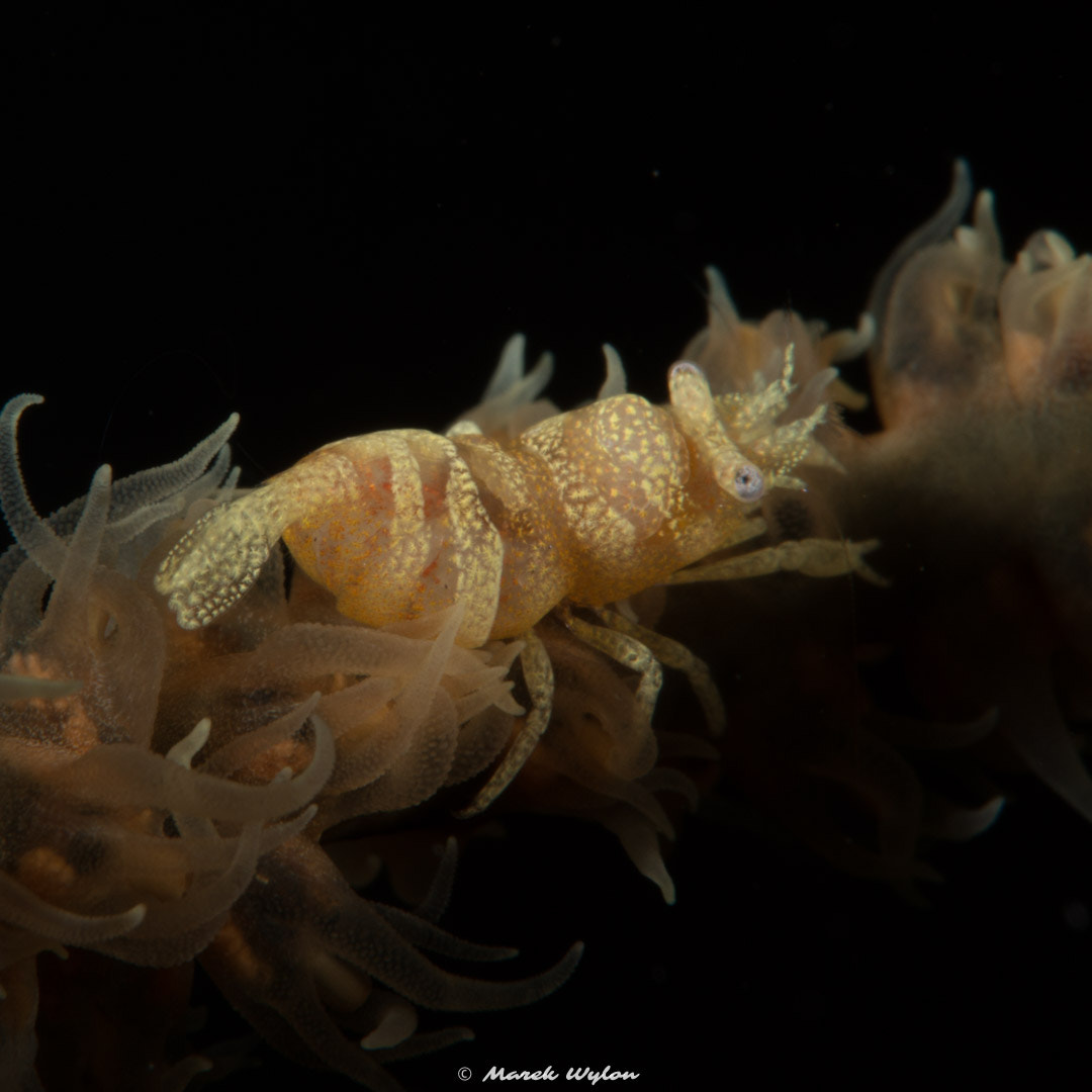 Nikon AF-S Micro-Nikkor 60mm F2.8G ED sample photo. Whip coral shrimp | maldives | 2014.04.08 photography
