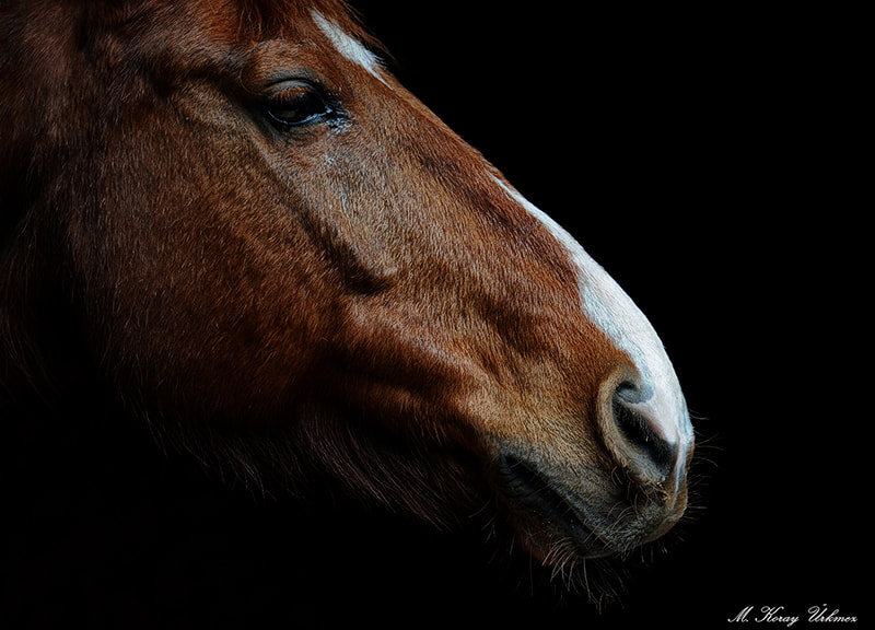 Nikon D300S sample photo. Horse photography