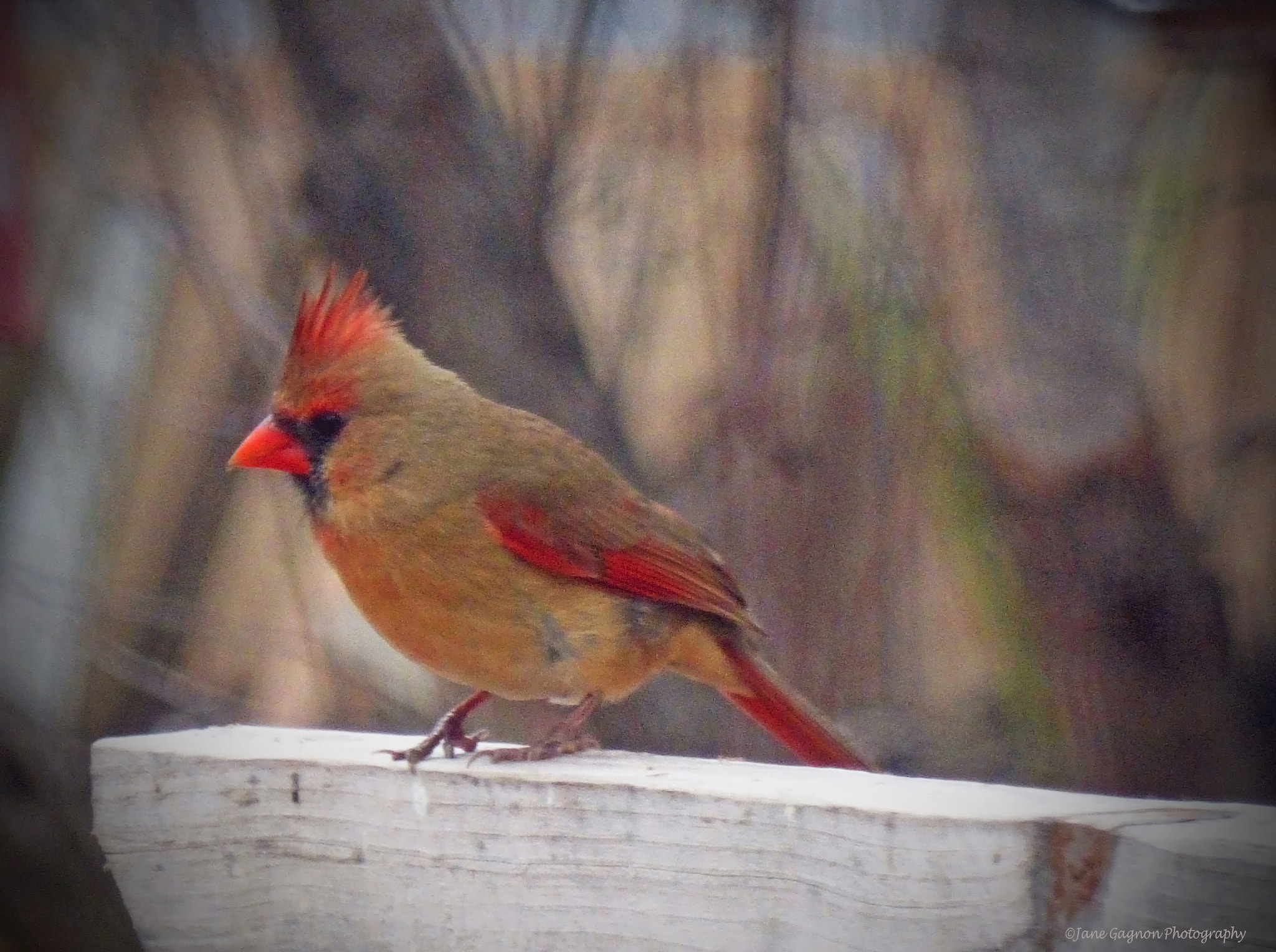 Panasonic Lumix DMC-ZS25 (Lumix DMC-TZ35) sample photo. Female northern cardinal photography