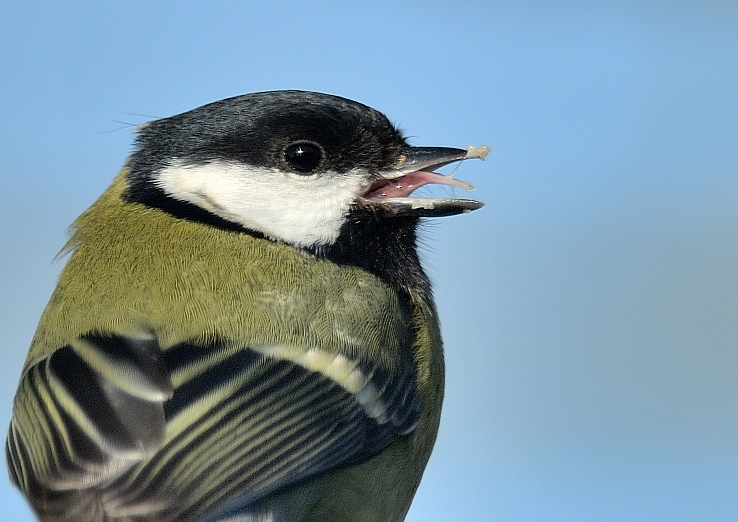 Nikon D5 sample photo. When peanuts stick to the tongue photography