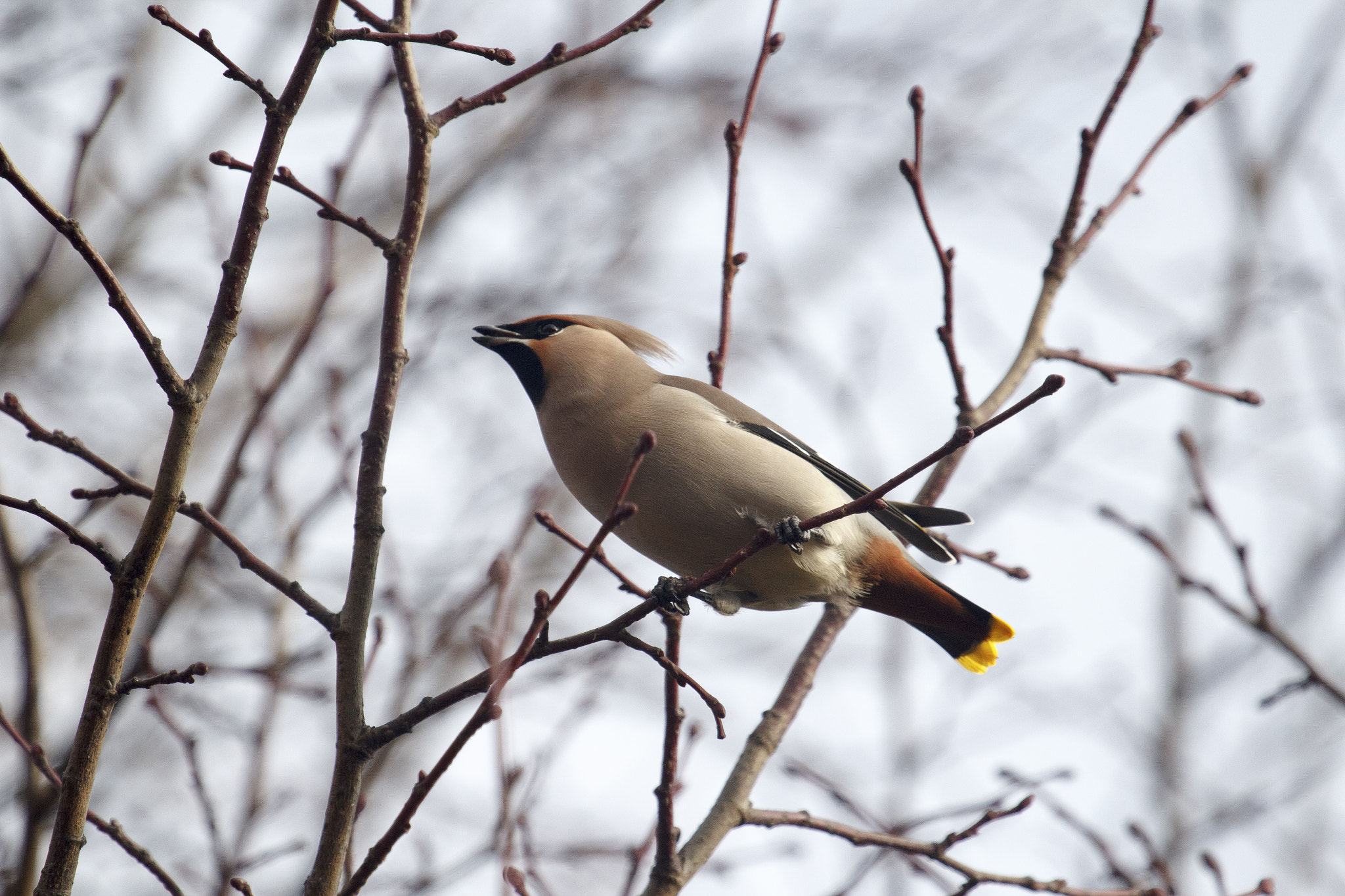 Canon EF 100-400mm F4.5-5.6L IS USM sample photo. Winter waxwing photography