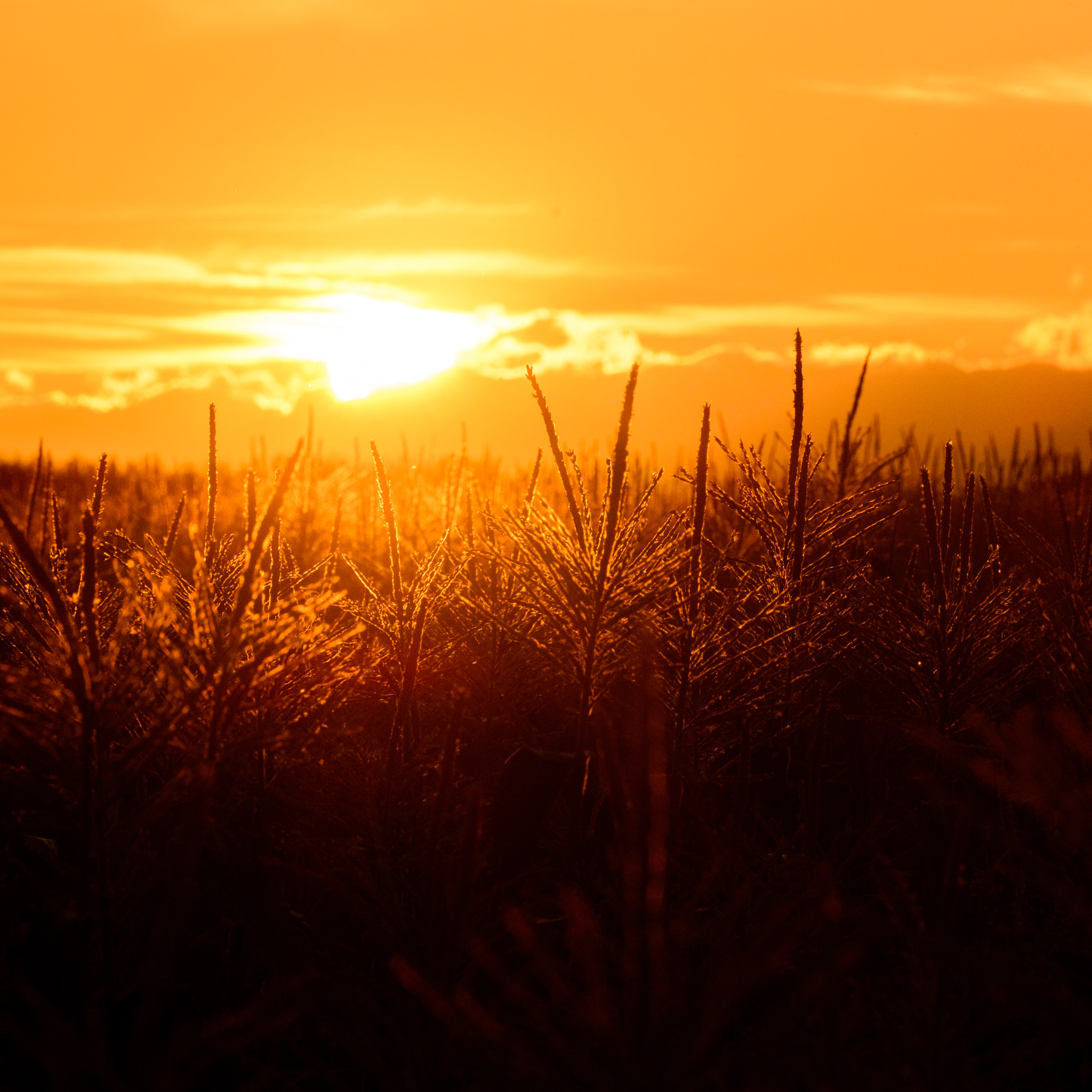 Nikon D800 + Tamron SP 70-200mm F2.8 Di VC USD sample photo. Corn tops photography