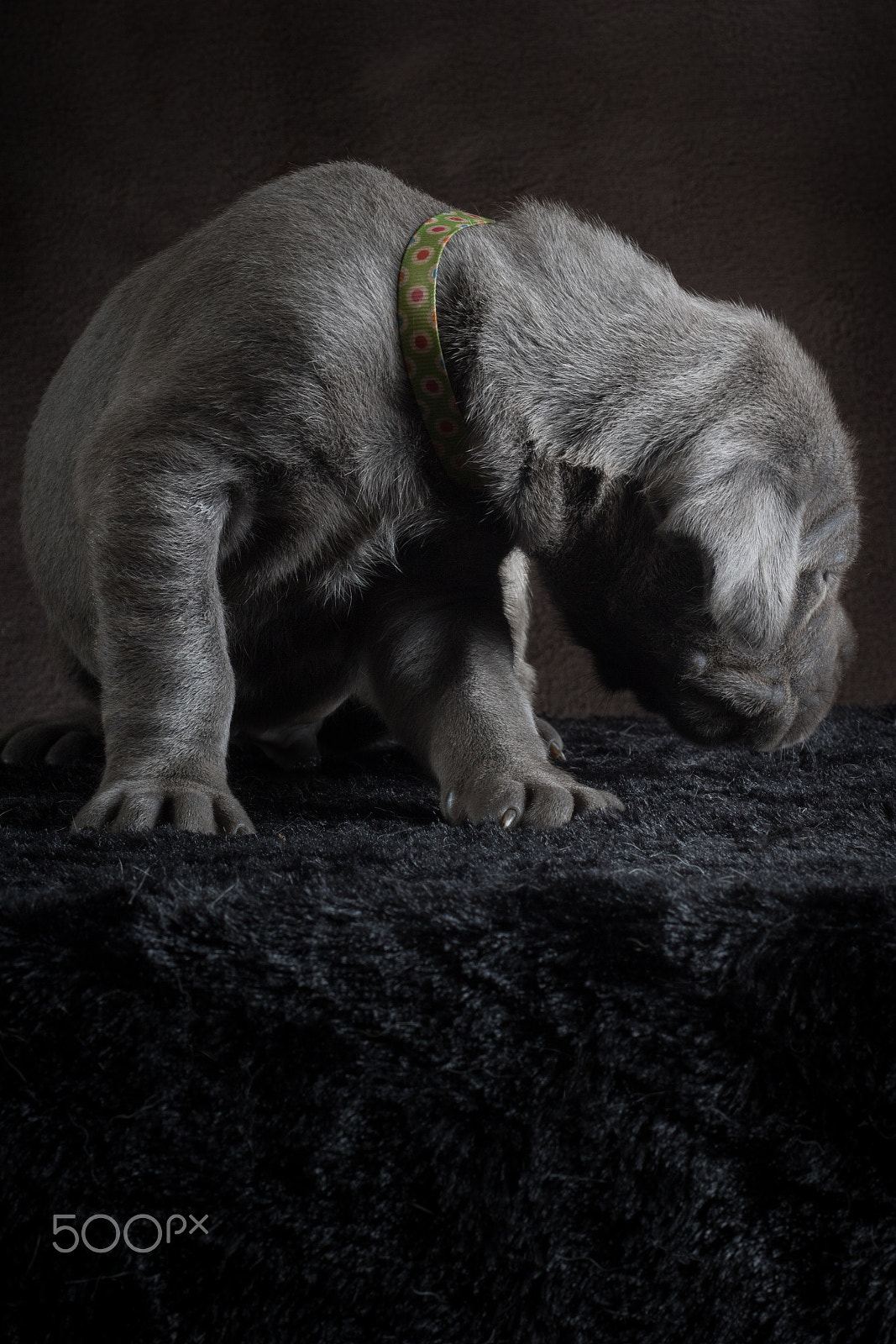 Canon EF 50mm F1.8 II sample photo. Even great danes start small photography