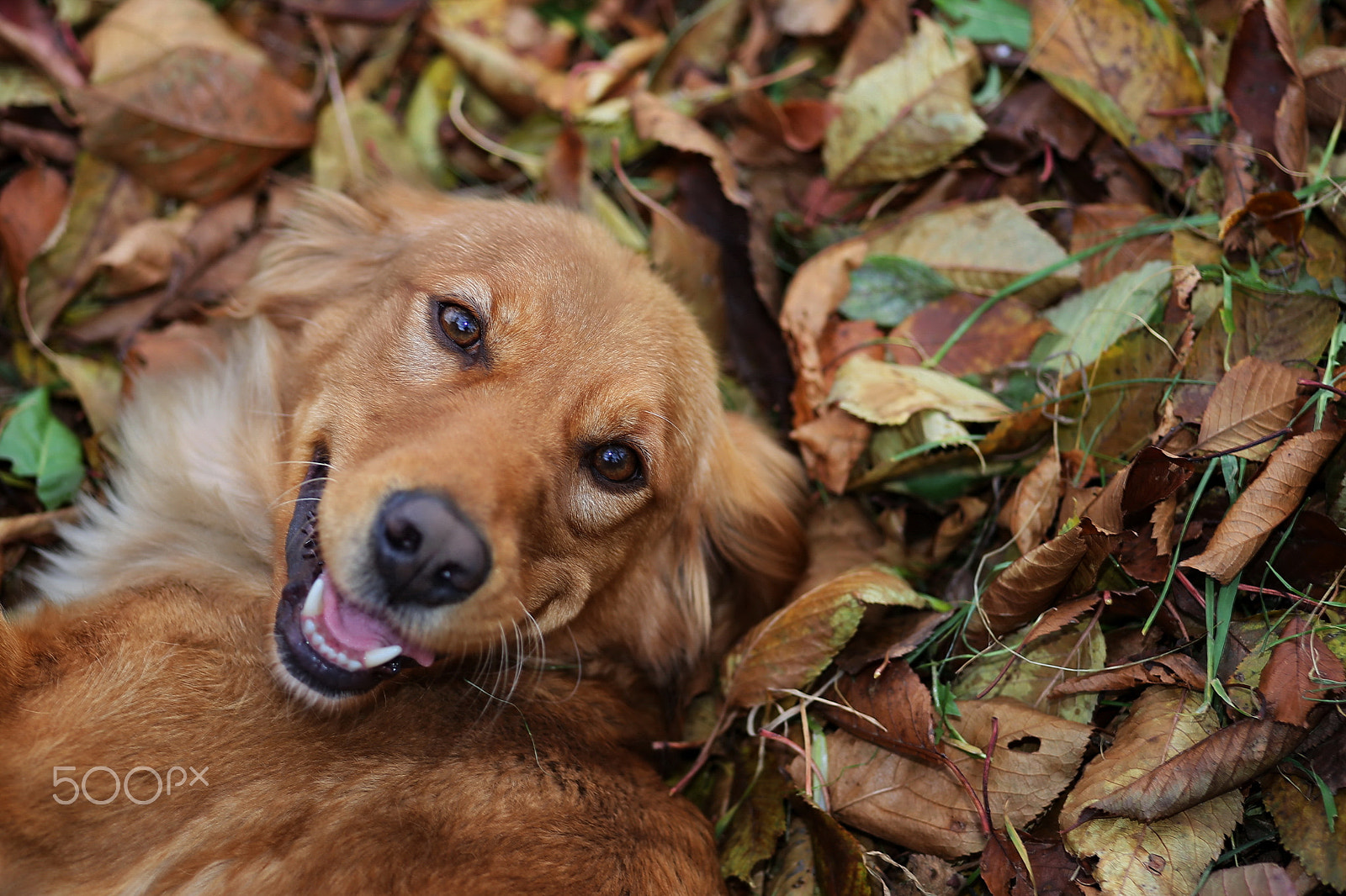 Canon EOS 6D + Sigma 105mm F2.8 EX DG Macro sample photo. Laughing dog photography