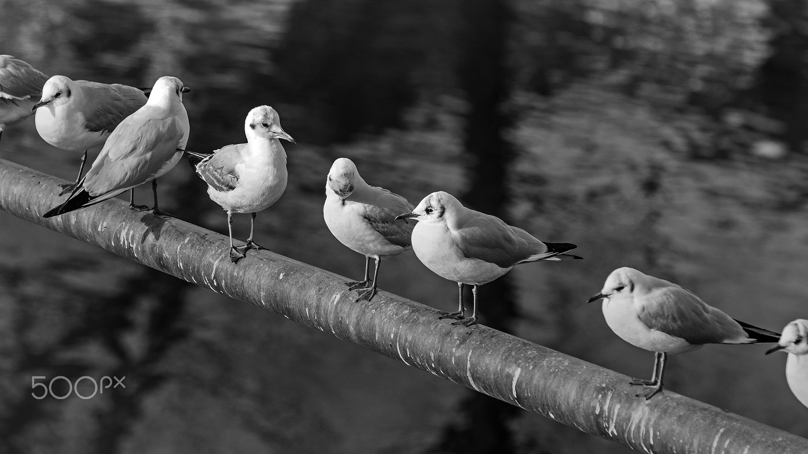 Canon EOS 80D + Canon EF 70-200mm F4L IS USM sample photo. Seagull session photography