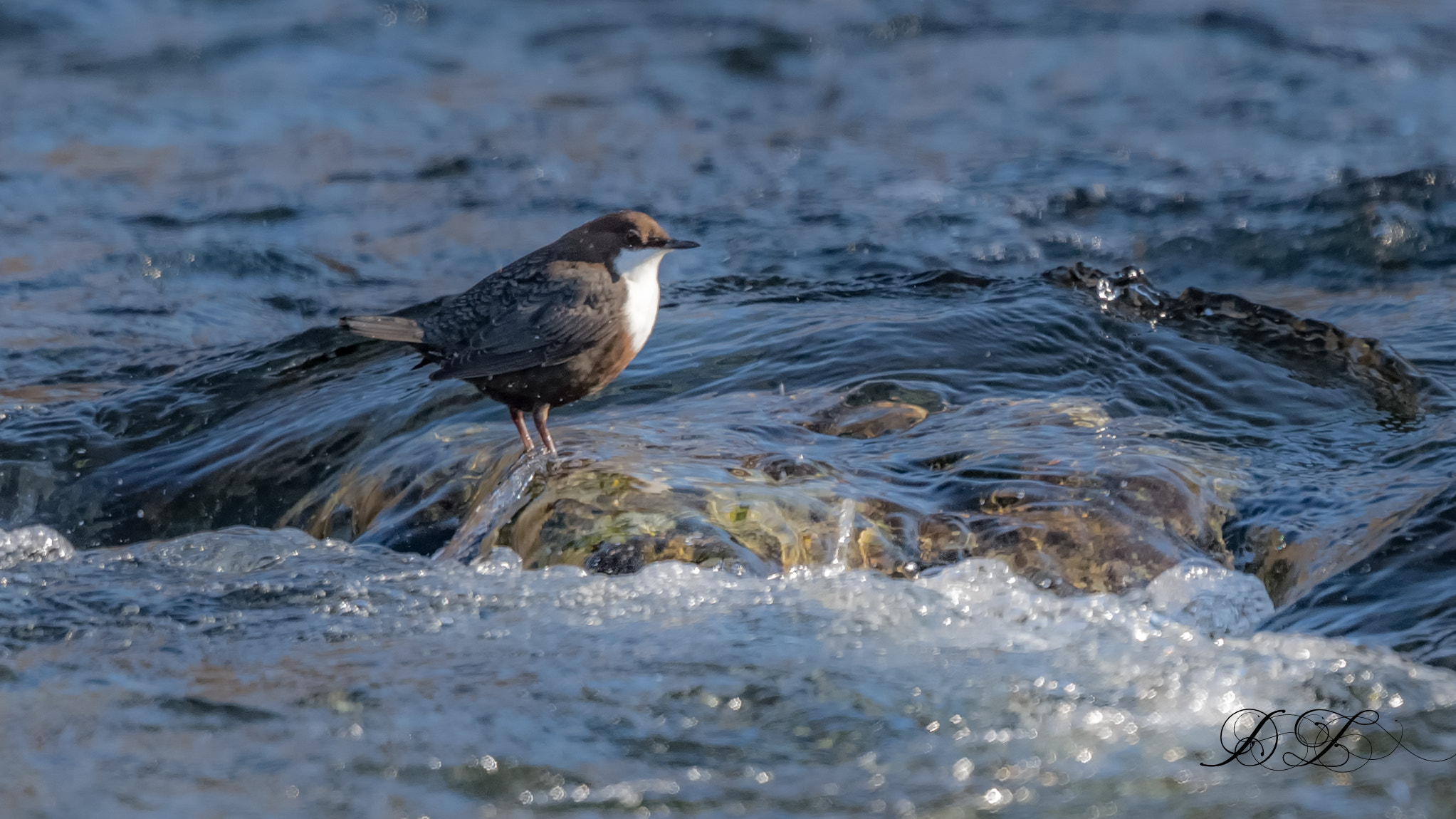 Nikon D5 + Nikon AF-S Nikkor 600mm F4G ED VR sample photo. White-throated dipper photography