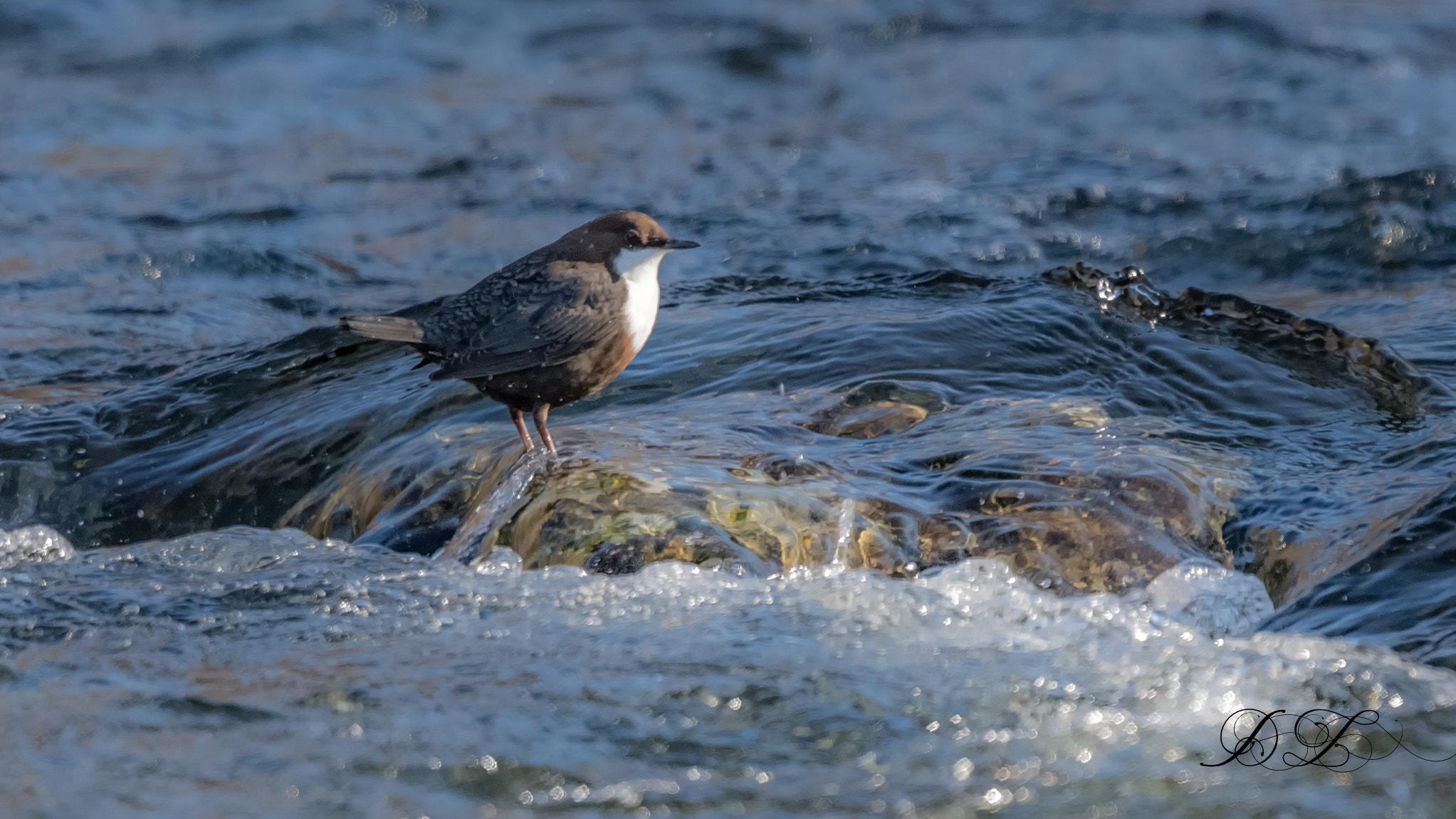 Nikon D5 sample photo. White-throated dipper photography