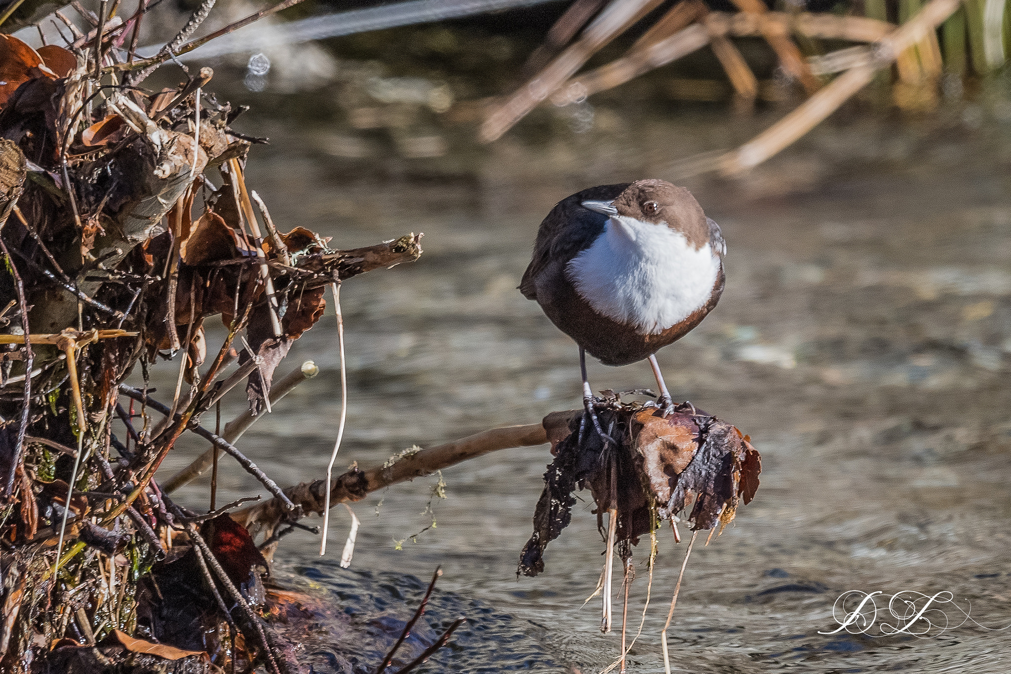 Nikon D5 + Nikon AF-S Nikkor 600mm F4G ED VR sample photo. White-throated dipper photography