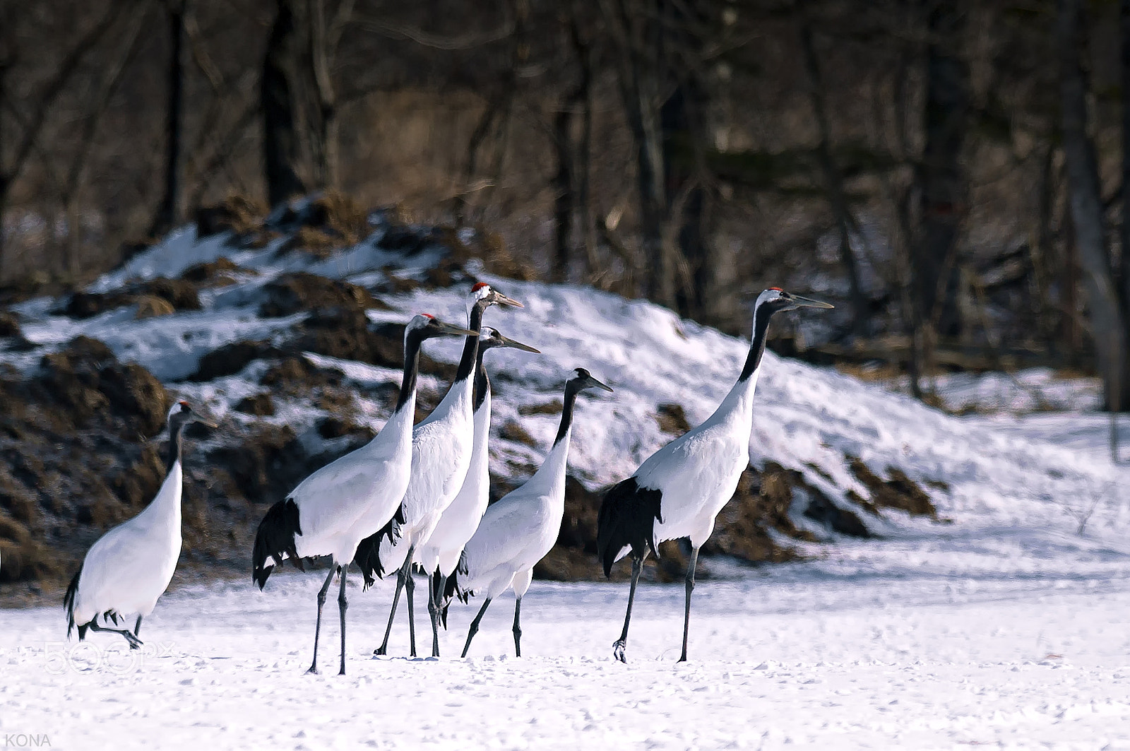 Nikon D3 + Nikon AF-S Nikkor 400mm F2.8G ED VR II sample photo. たんちょう photography