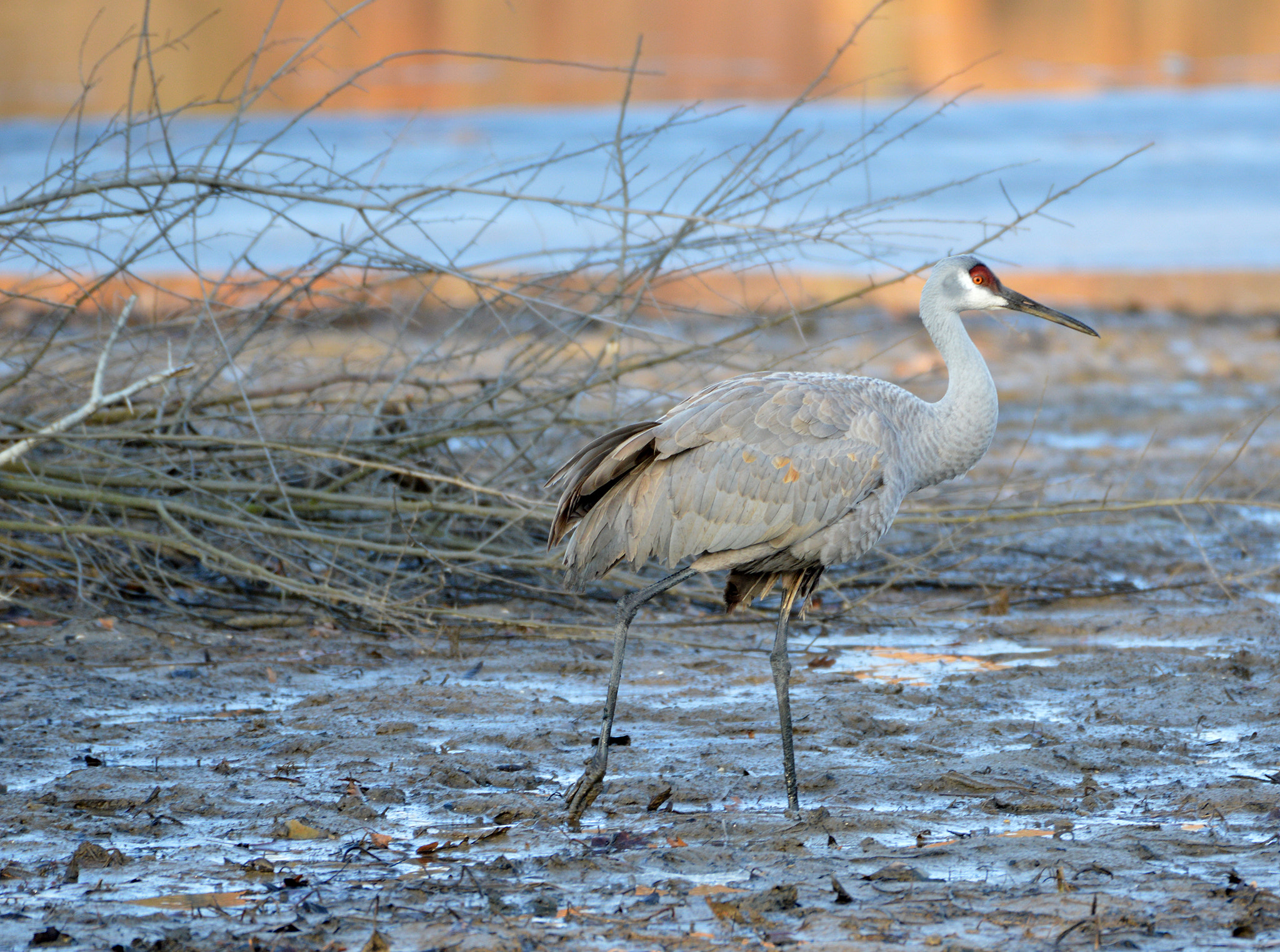 Nikon AF-S Nikkor 200-500mm F5.6E ED VR sample photo. Sandhill crane photography
