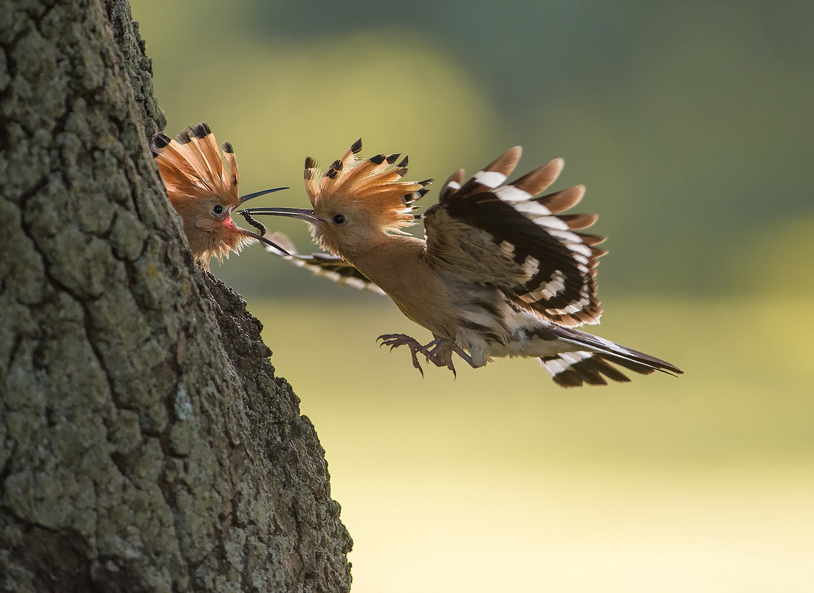 Nikon AF-S Nikkor 300mm F2.8G ED-IF VR sample photo. Hoopoes photography