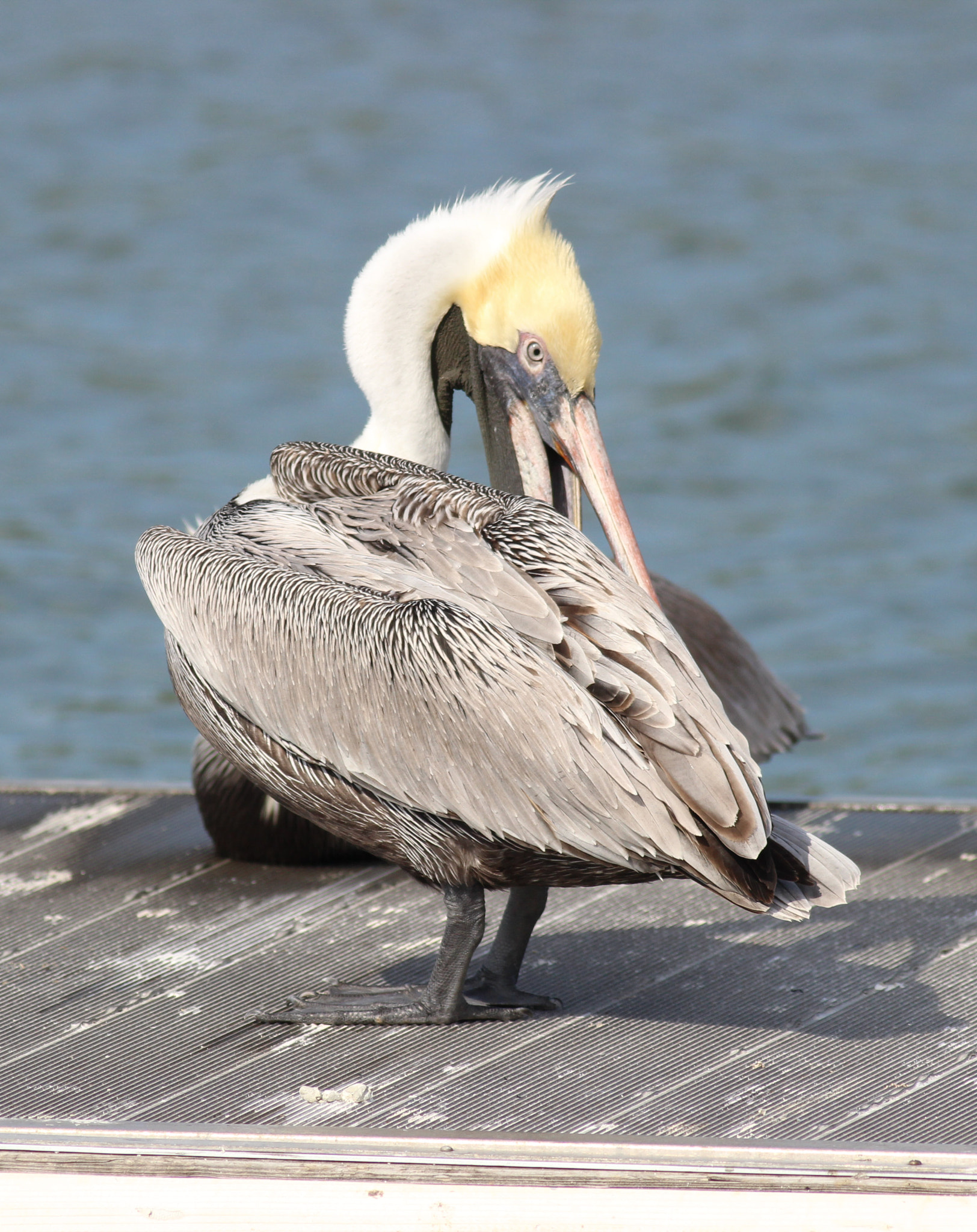 Canon EOS 600D (Rebel EOS T3i / EOS Kiss X5) + Canon EF 400mm F5.6L USM sample photo. Pelican preening  photography