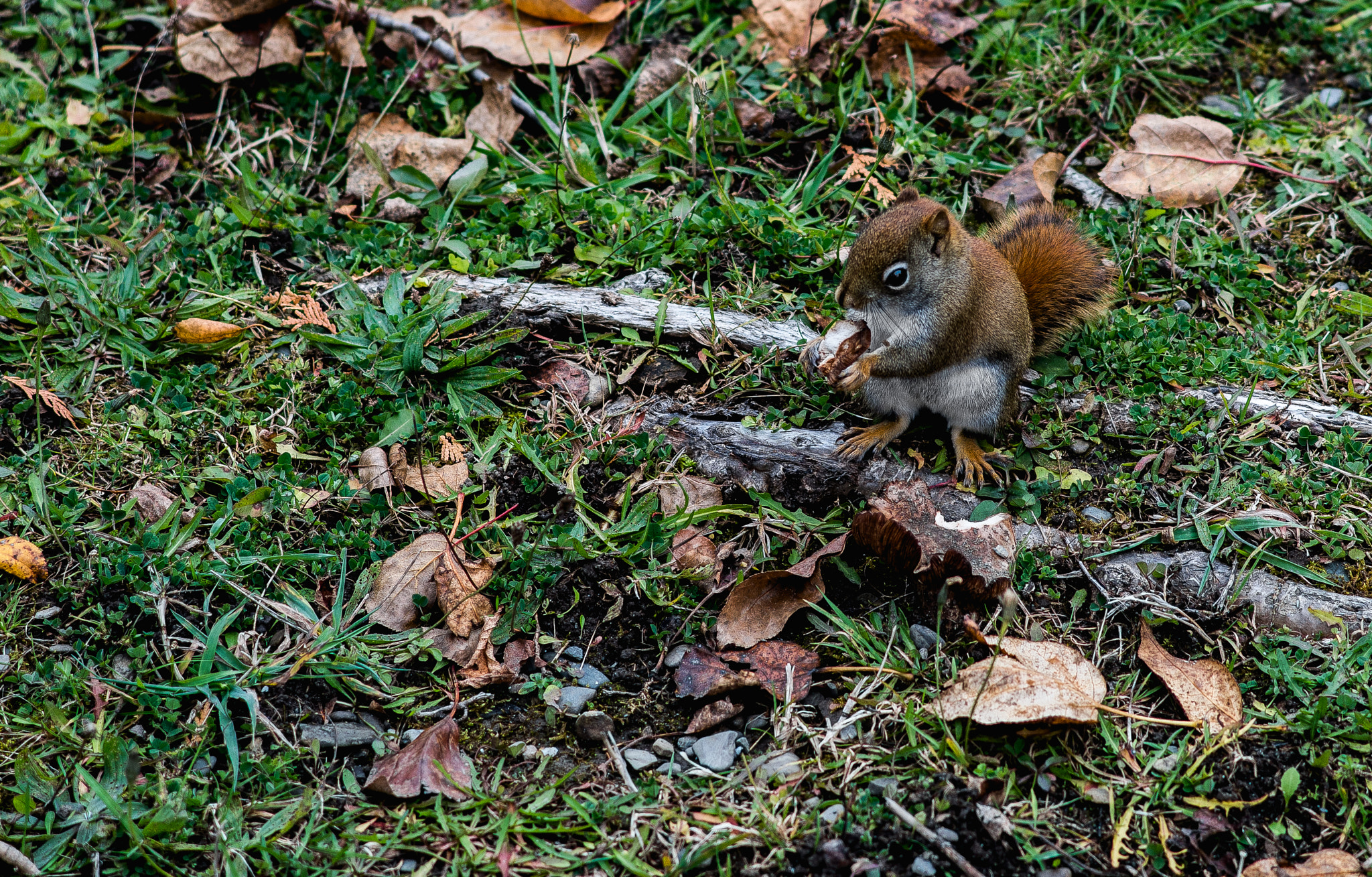 Pentax smc DA 70mm F2.4 AL Limited sample photo. Squirrel's nut photography