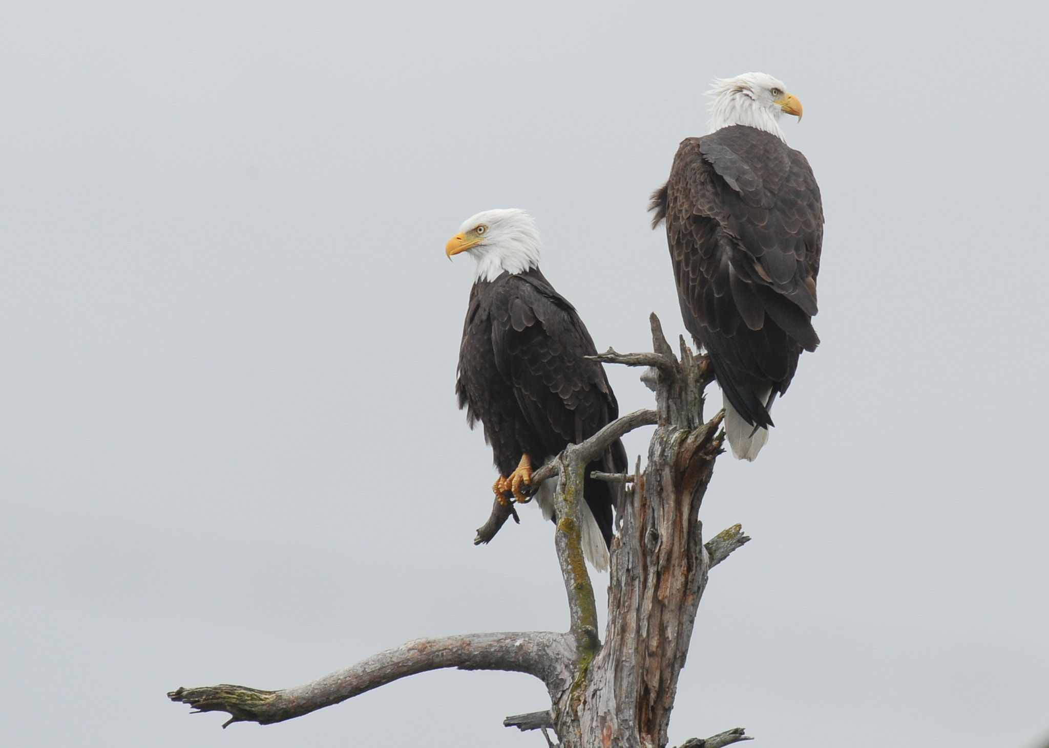 Nikon AF-S Nikkor 400mm F2.8G ED VR II sample photo. Eagles photography