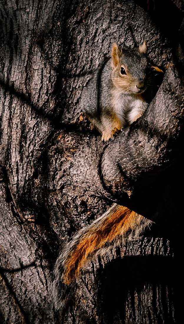 Fujifilm X-T10 + Fujifilm XC 50-230mm F4.5-6.7 OIS II sample photo. Squirrel photography